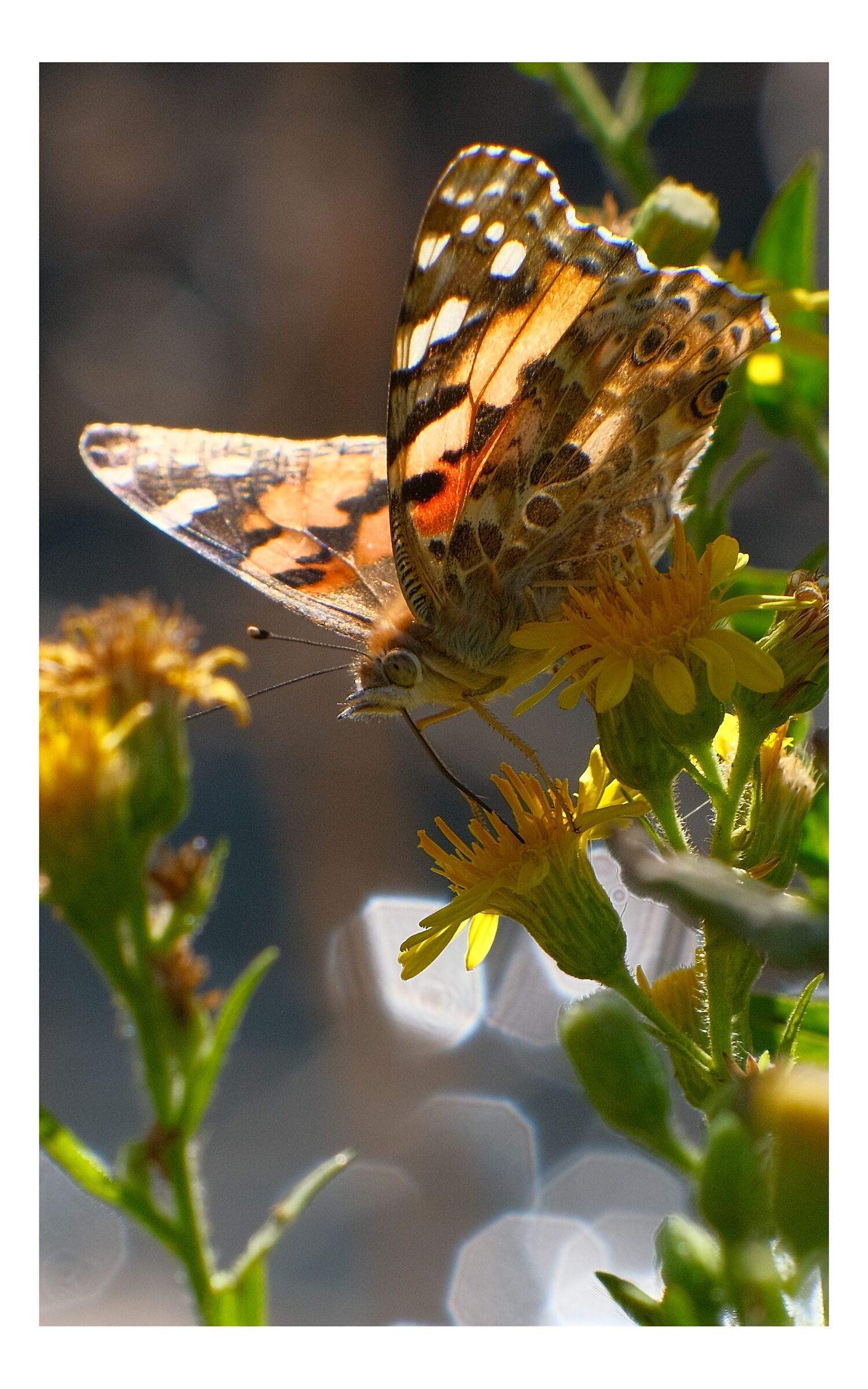 Butterfly near river