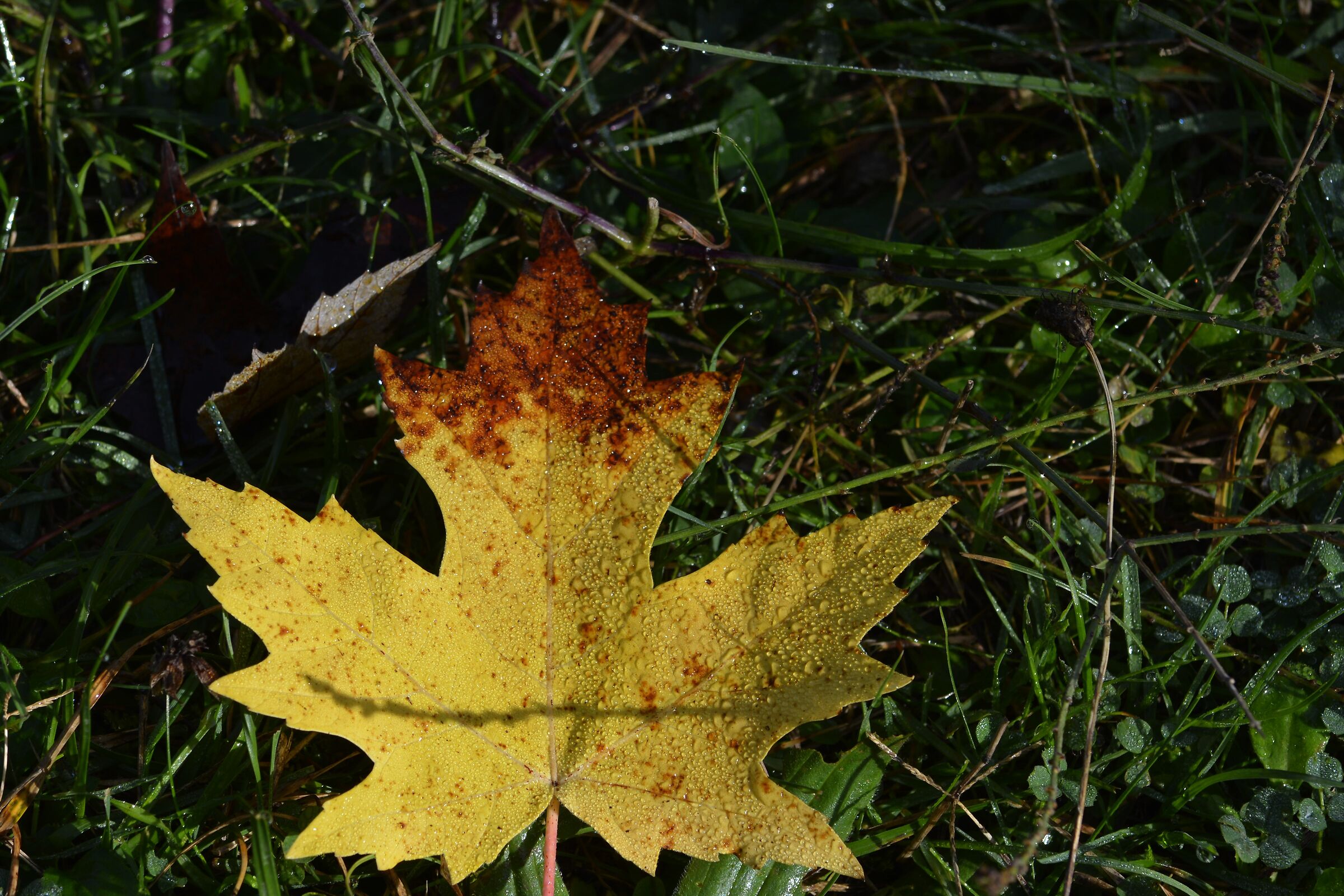 STAINED LEAF