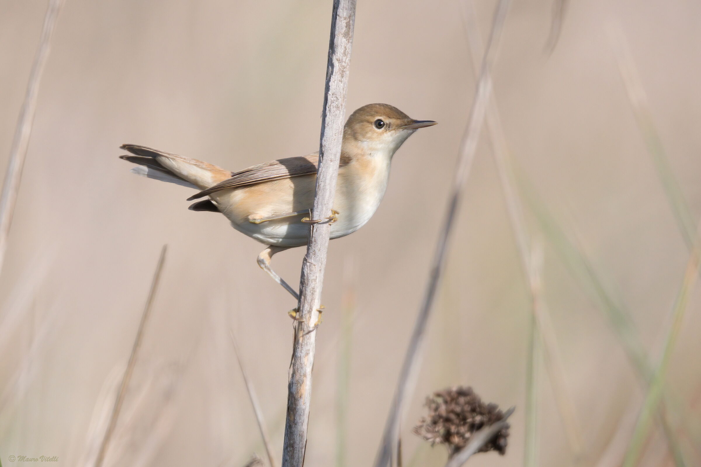 Common reed warbler (Acrocephalus scirpaceus)