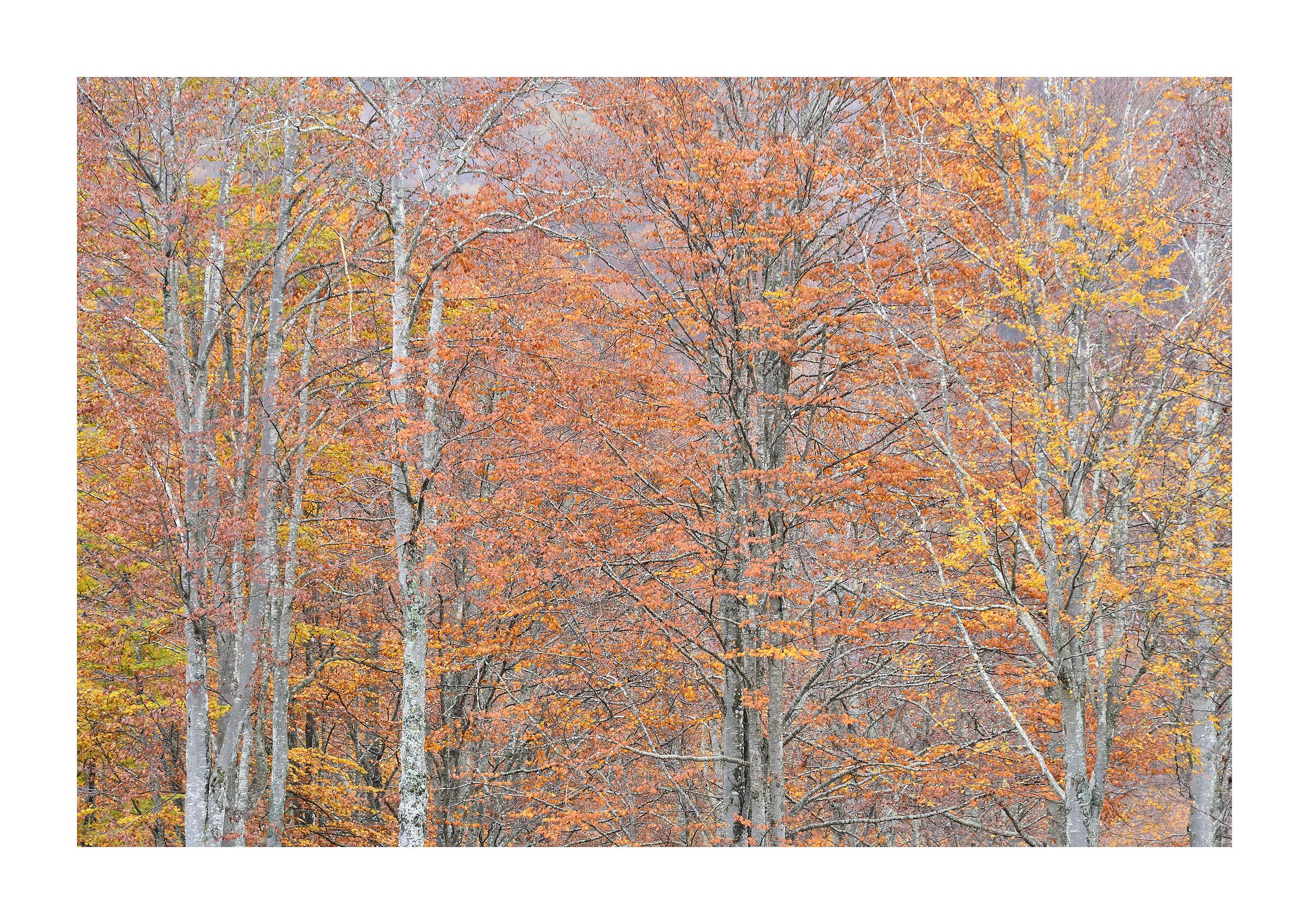Foliage