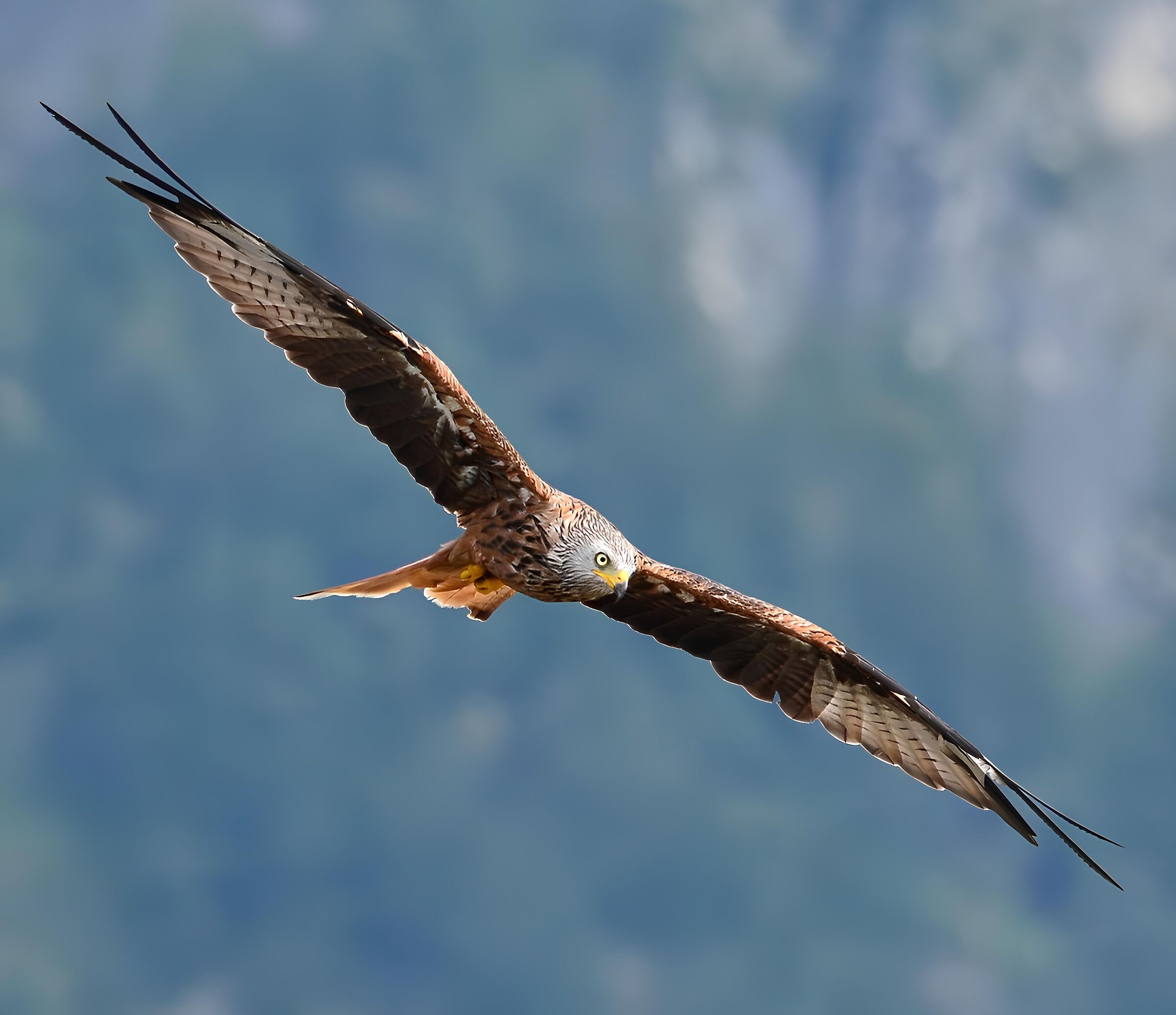 Eleganza (nibbio reale)