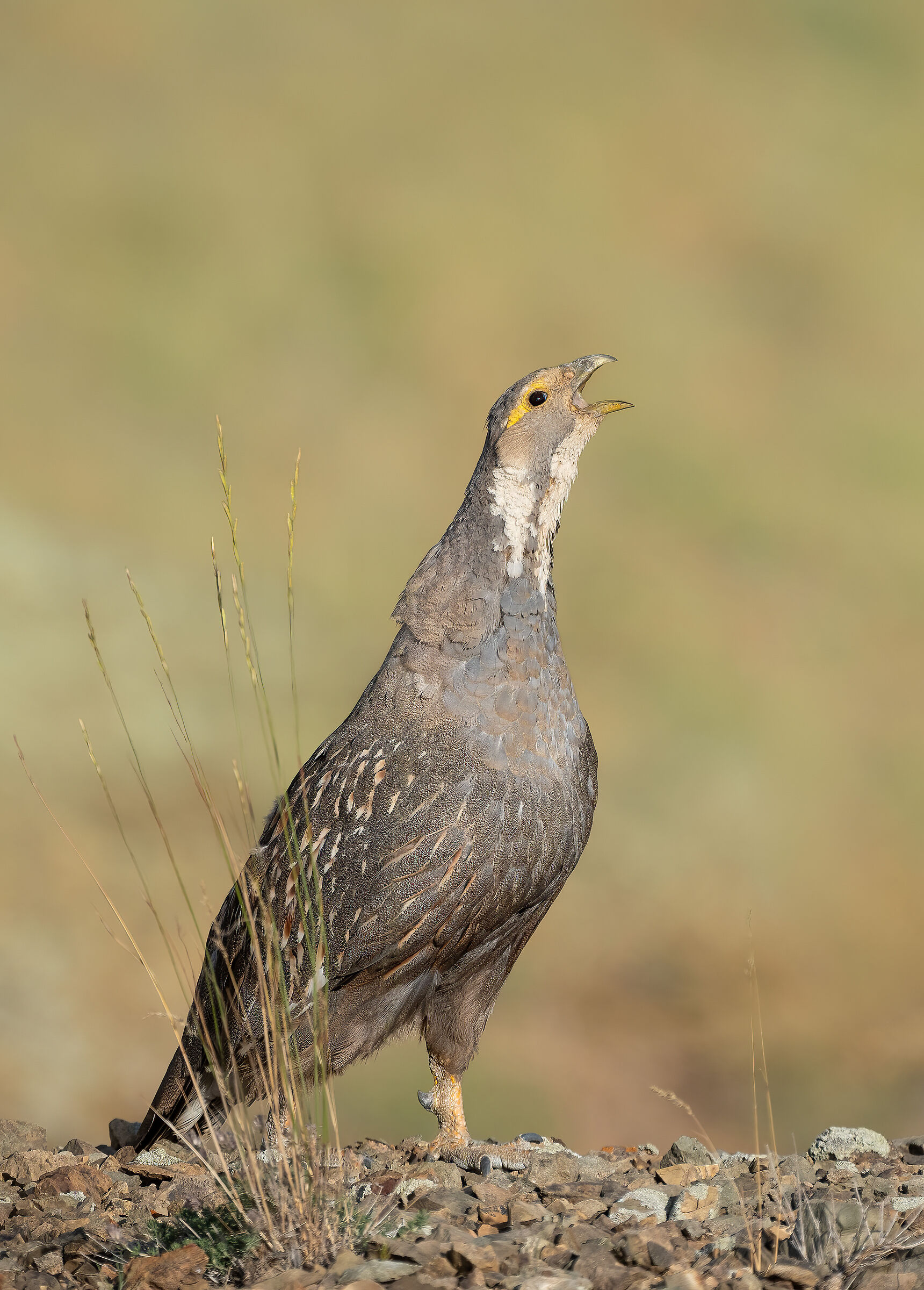 Caspian snowcock