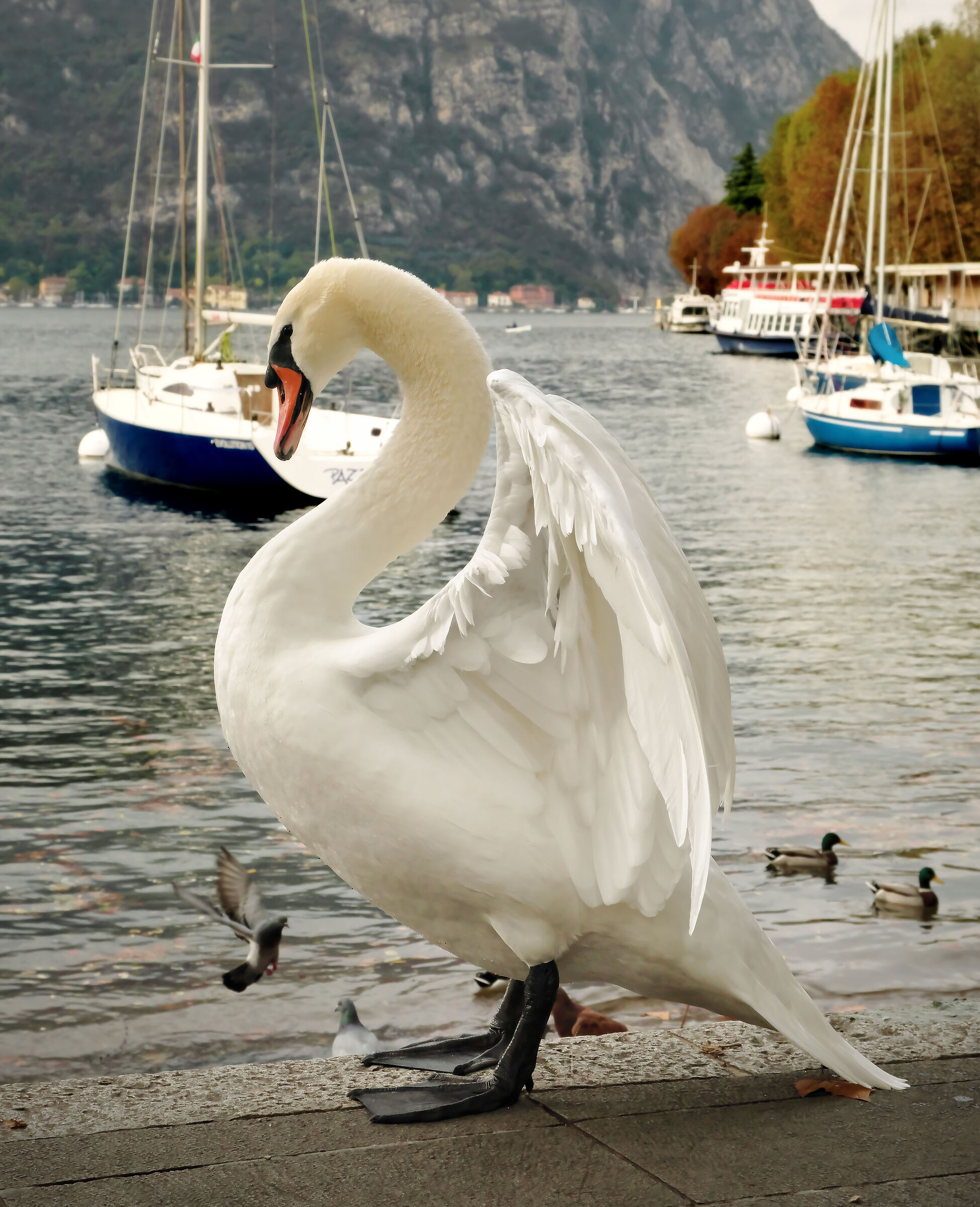 Cigno Reale - Lecco