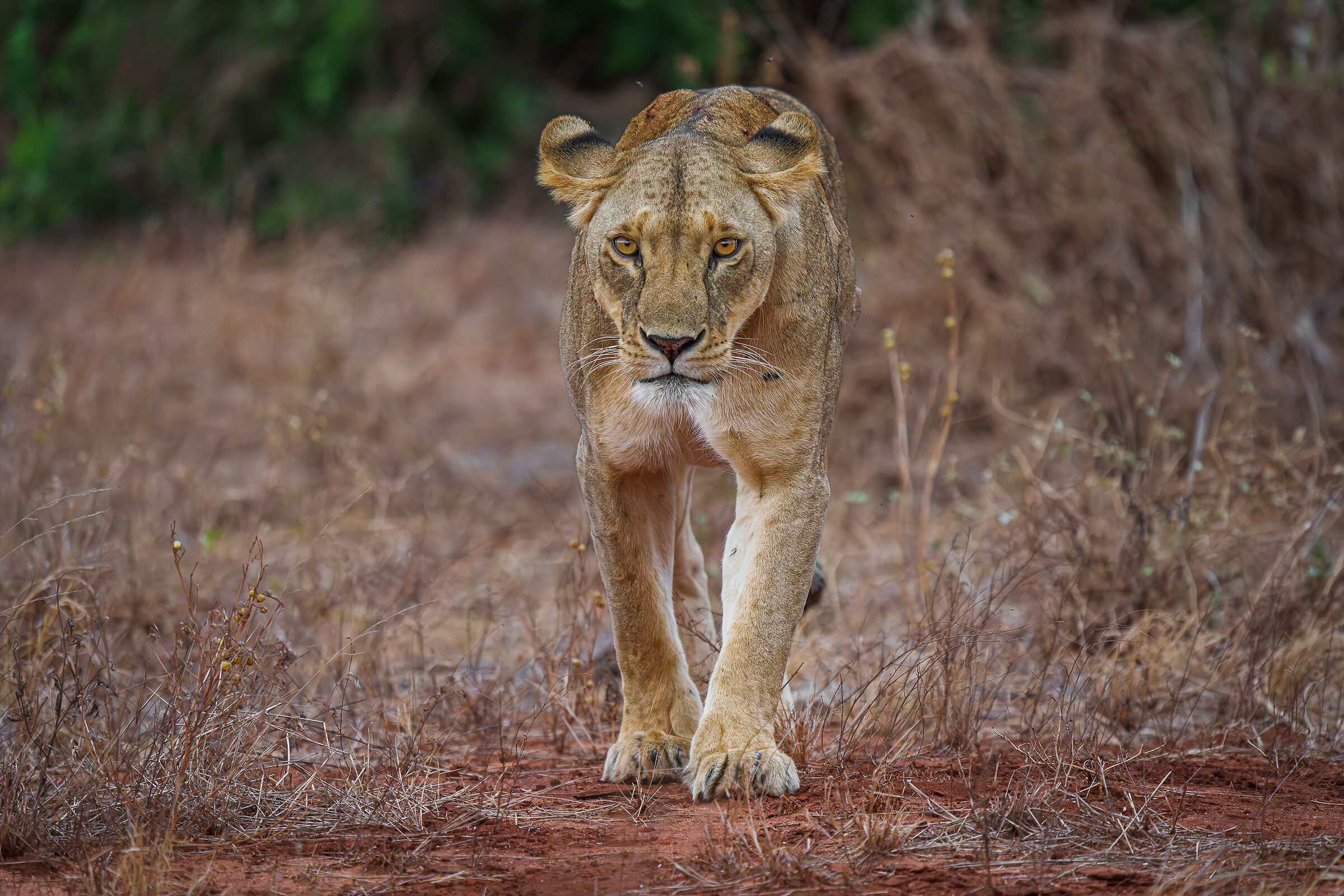 Lioness on the way