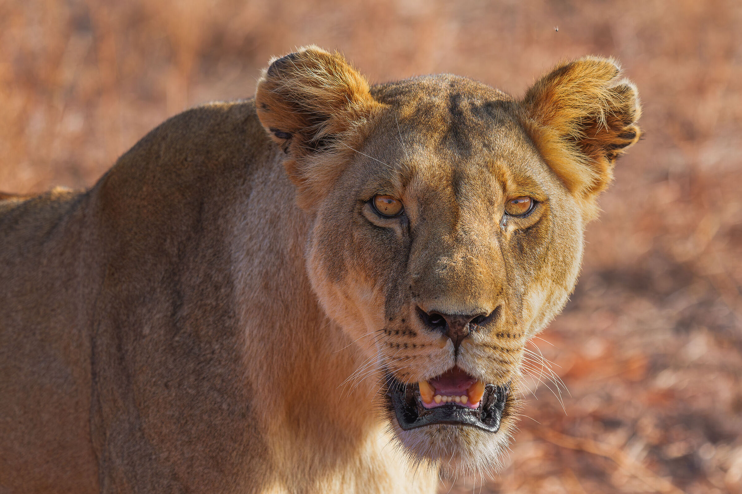 Lioness neighbor neighbor