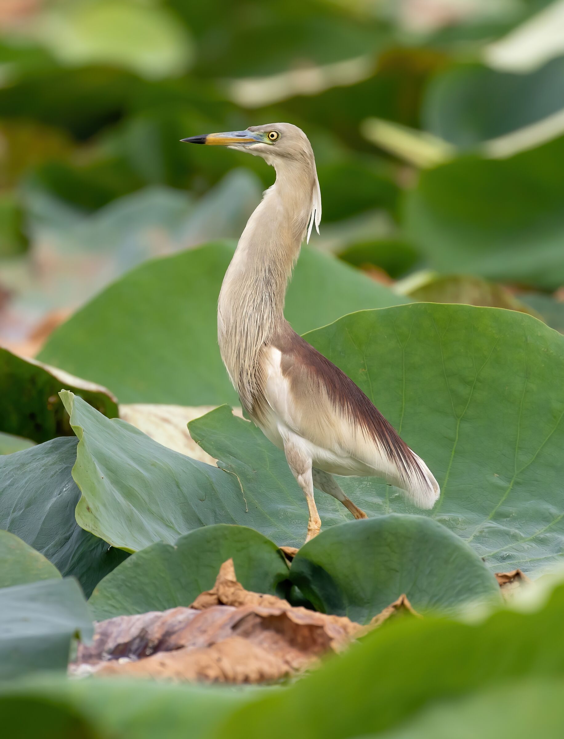 Indian pond heron - Indian heron