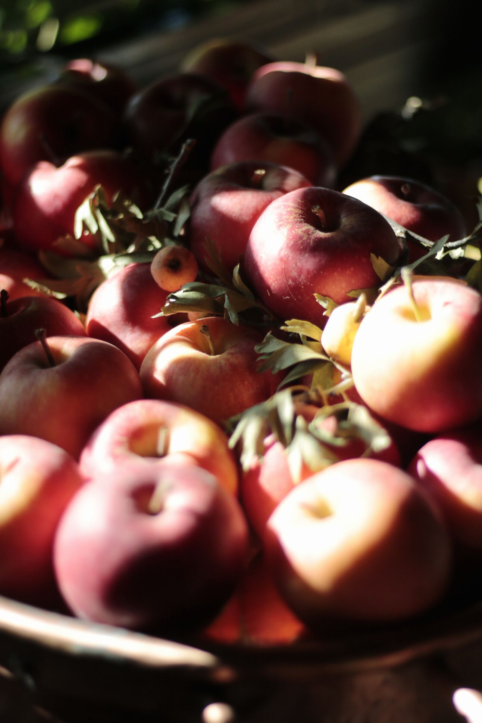 Apple photographer...