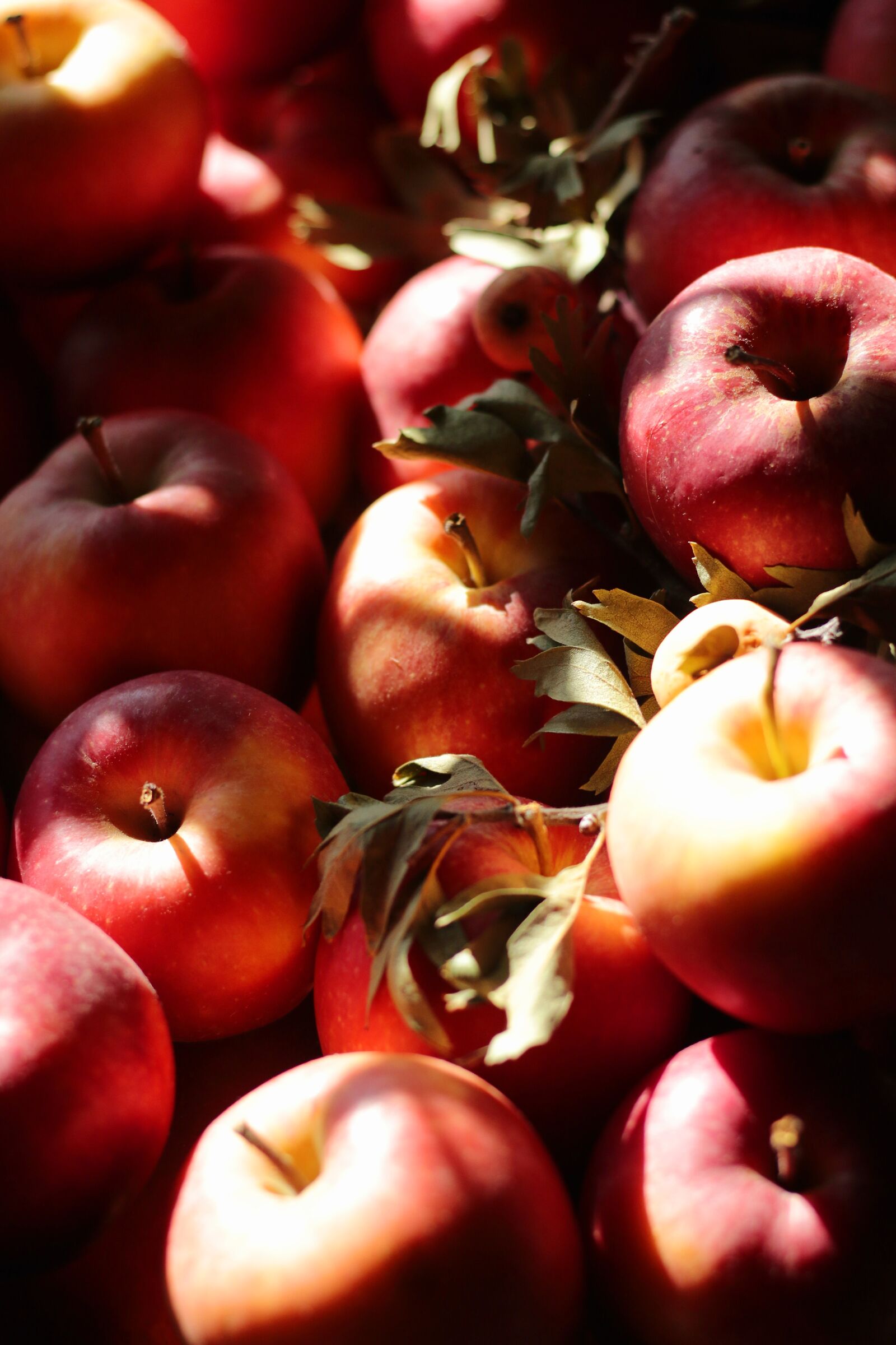 Apple photographer...