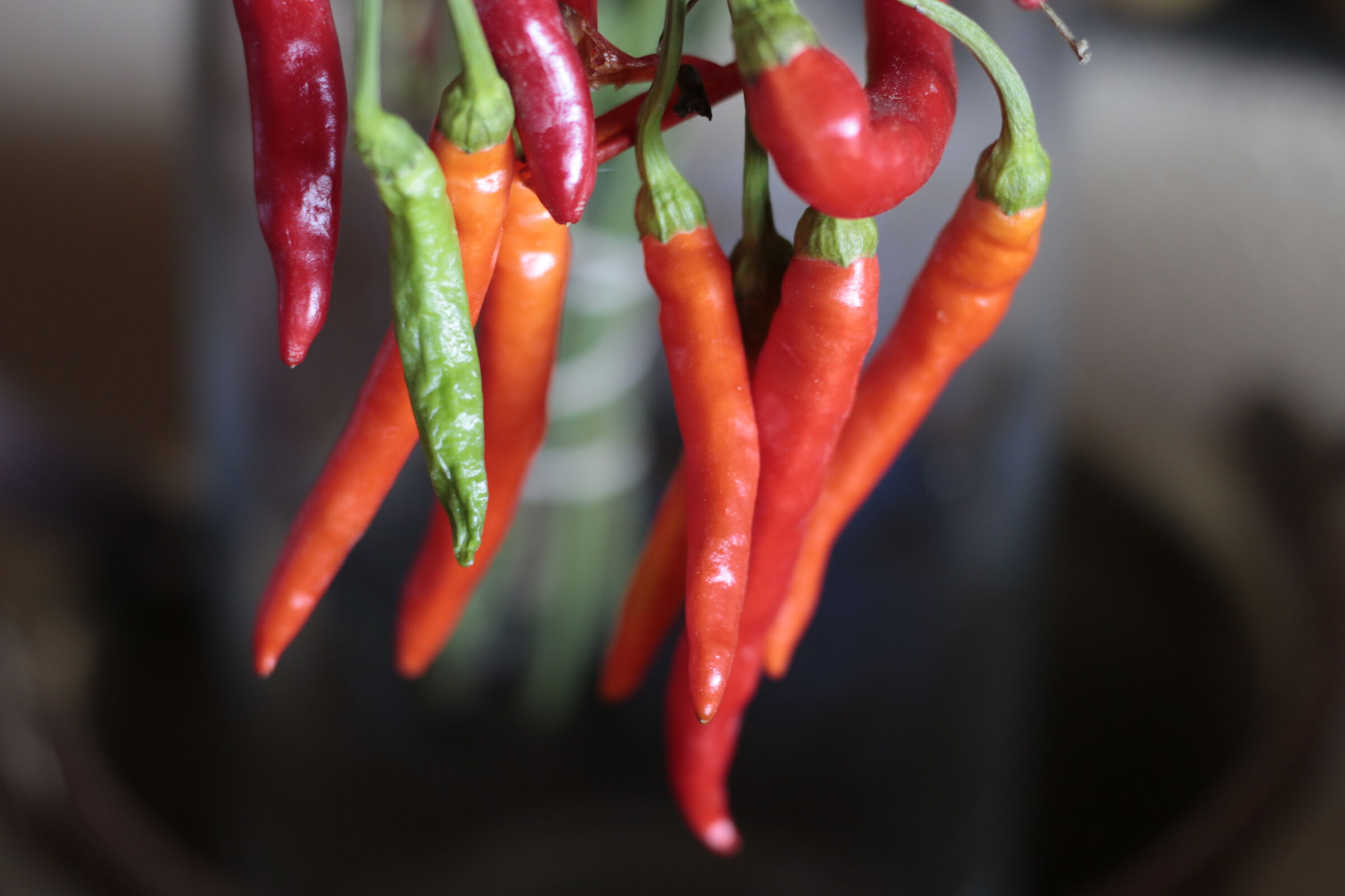 Hanging chili pepper