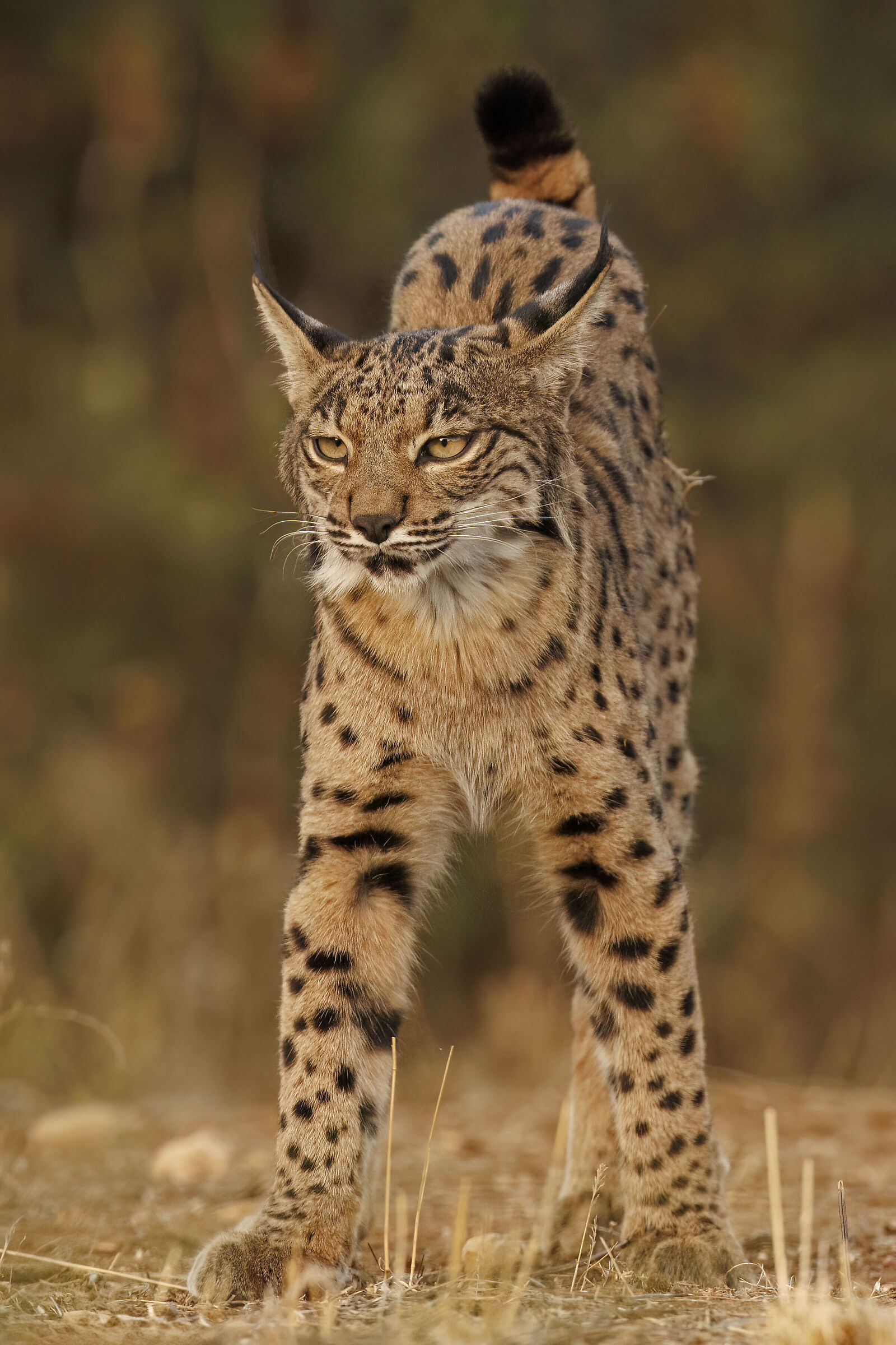 Iberian Lynx