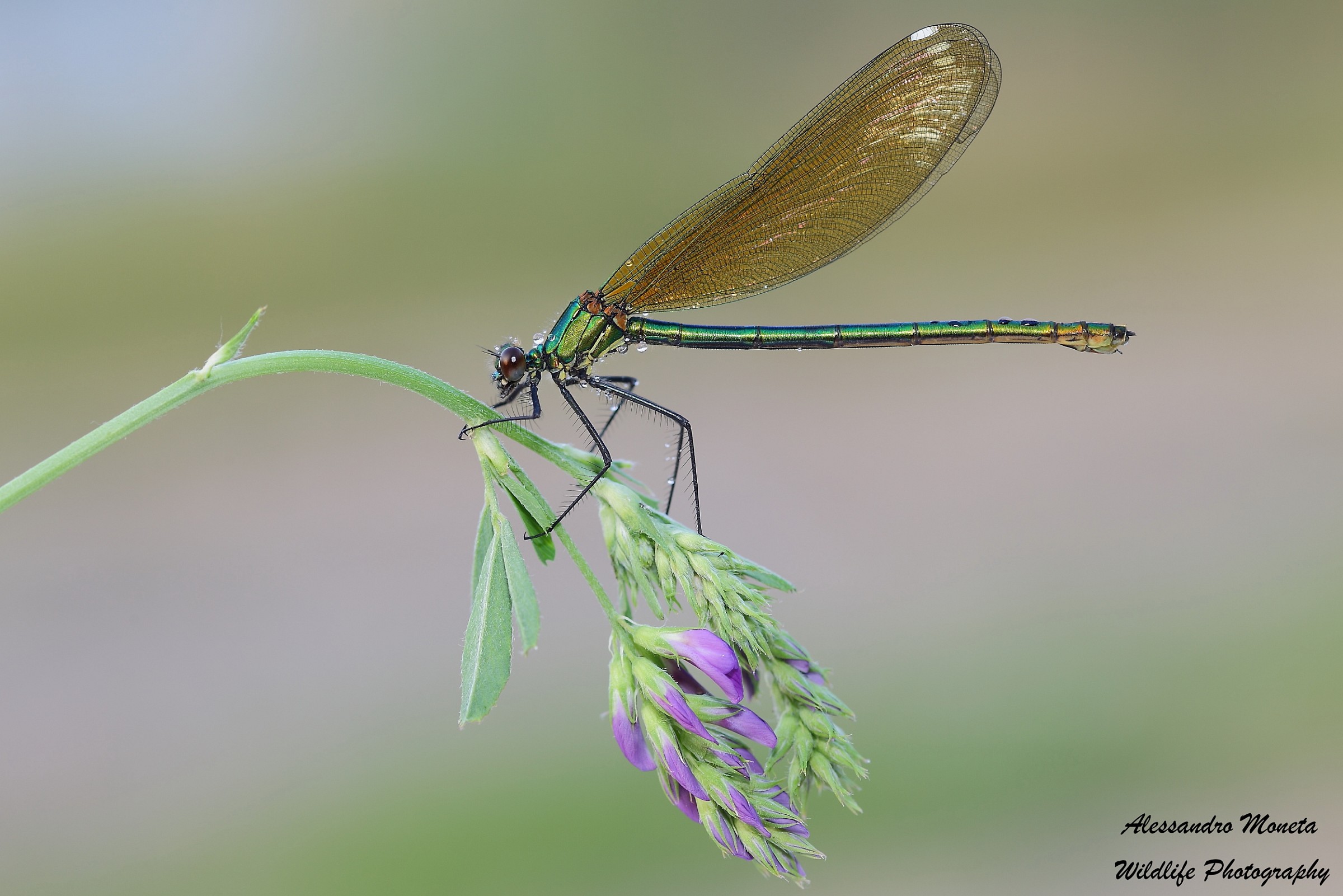 Calopteryx
