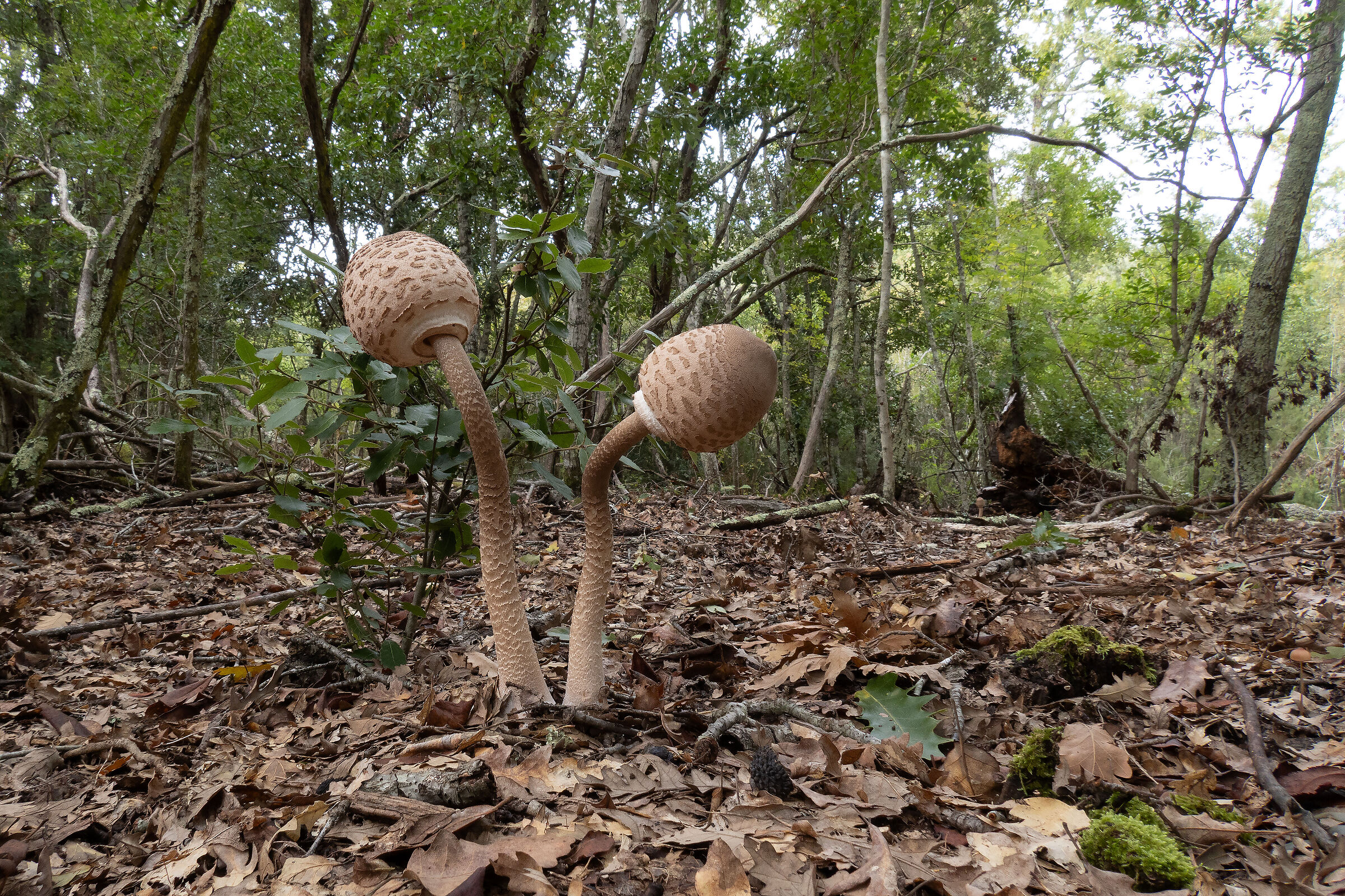 Macrolepiota procera