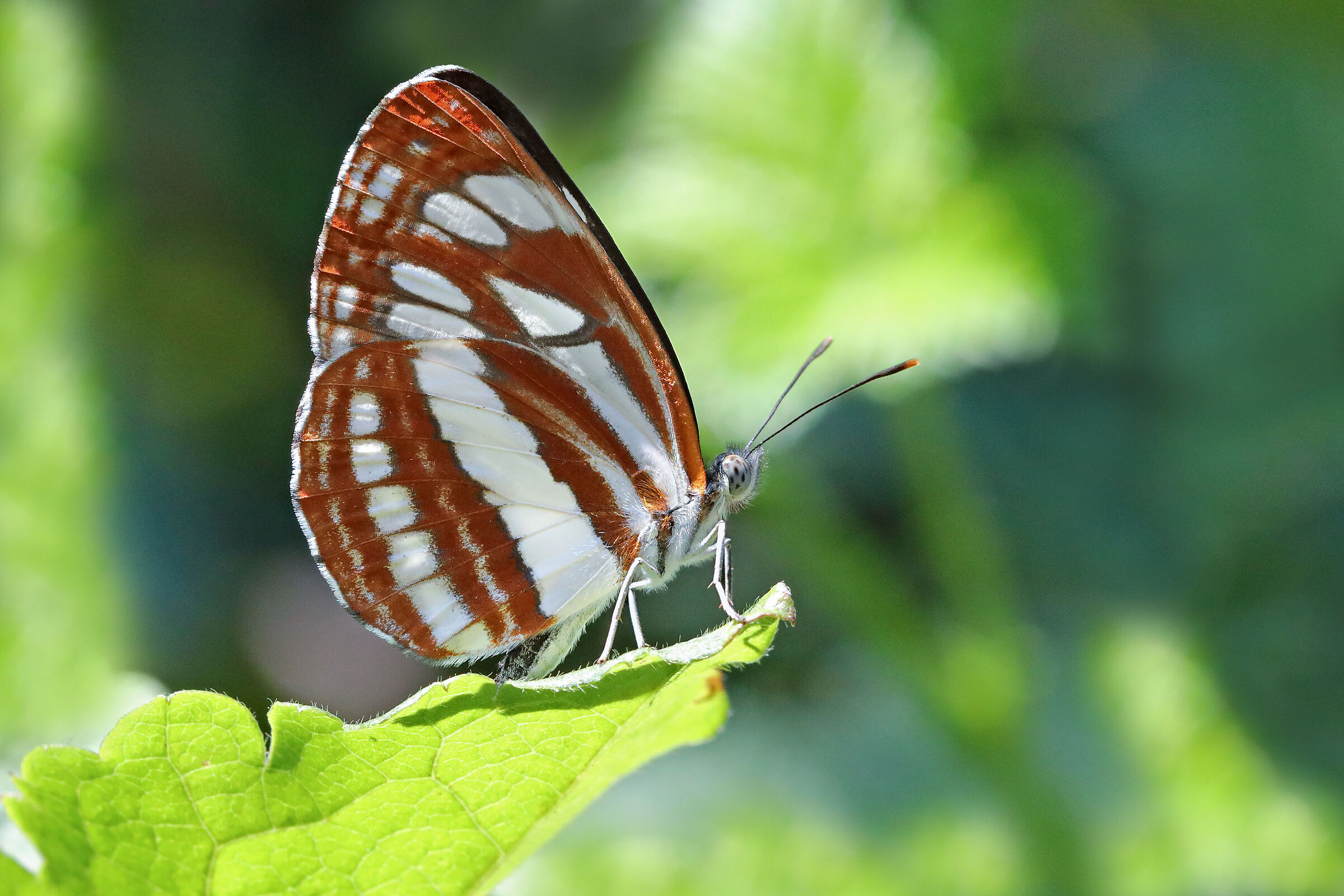 Neptis shappo