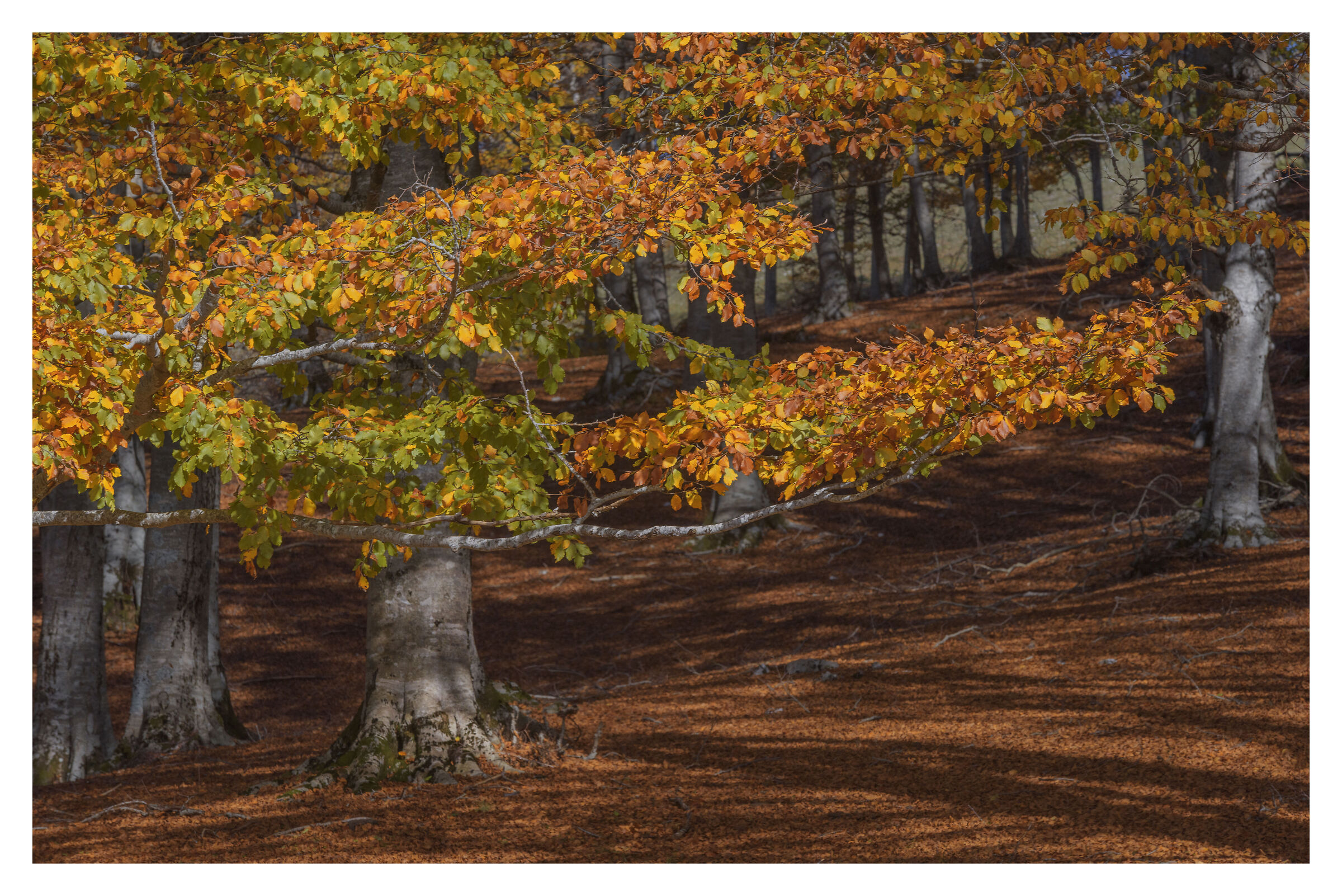 Autumn woodland forms
