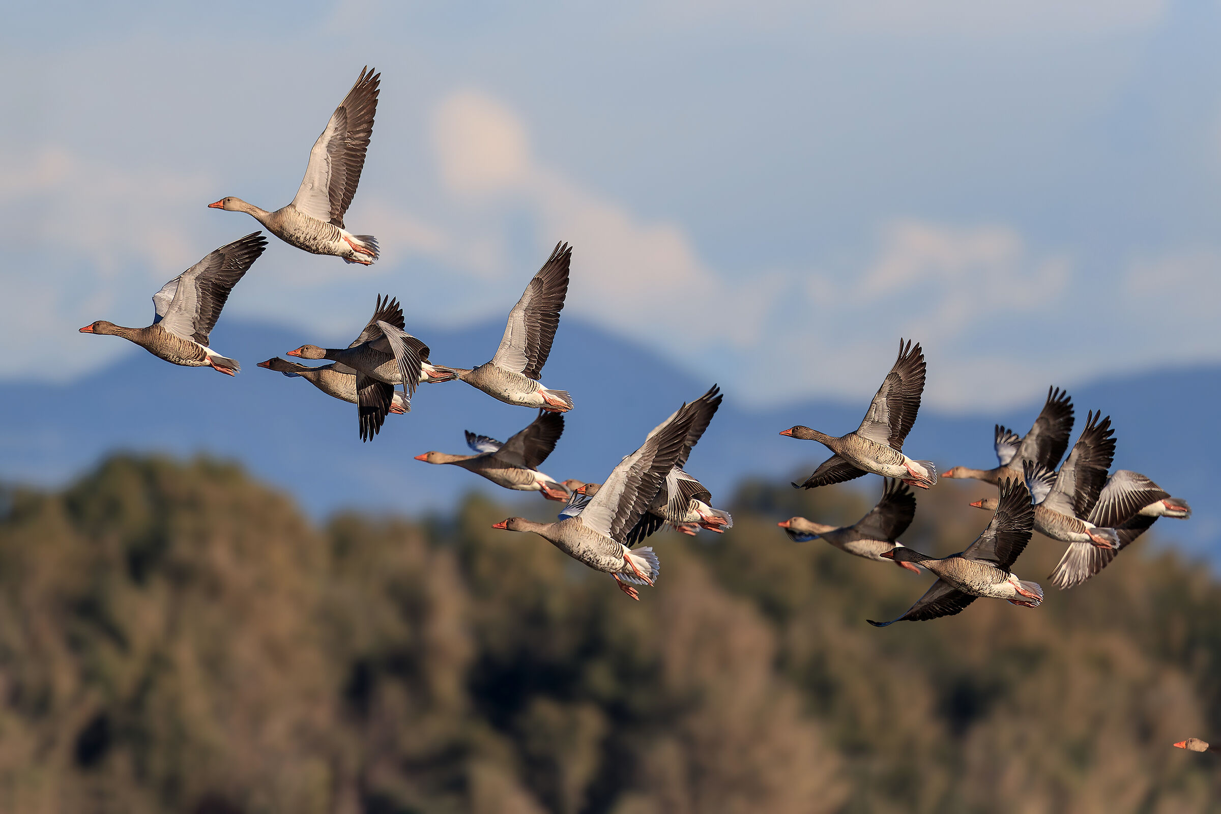 Wild geese