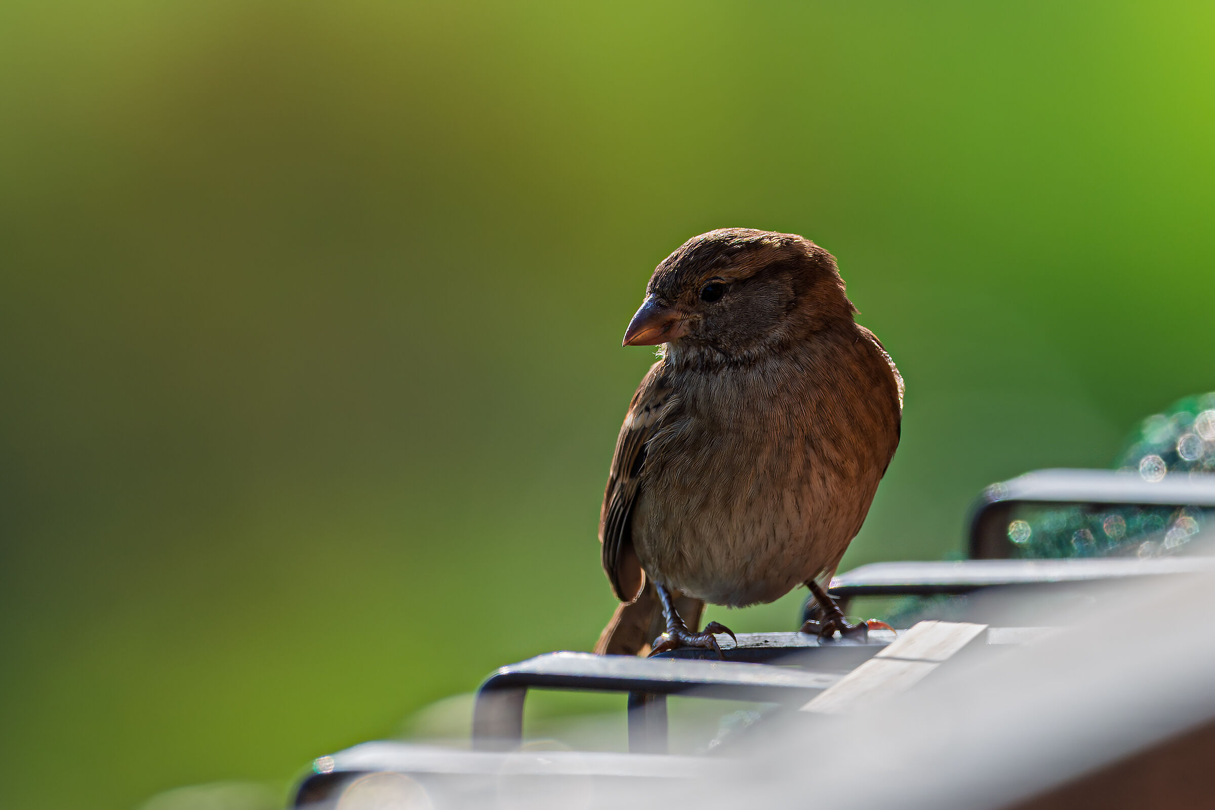Sparrow