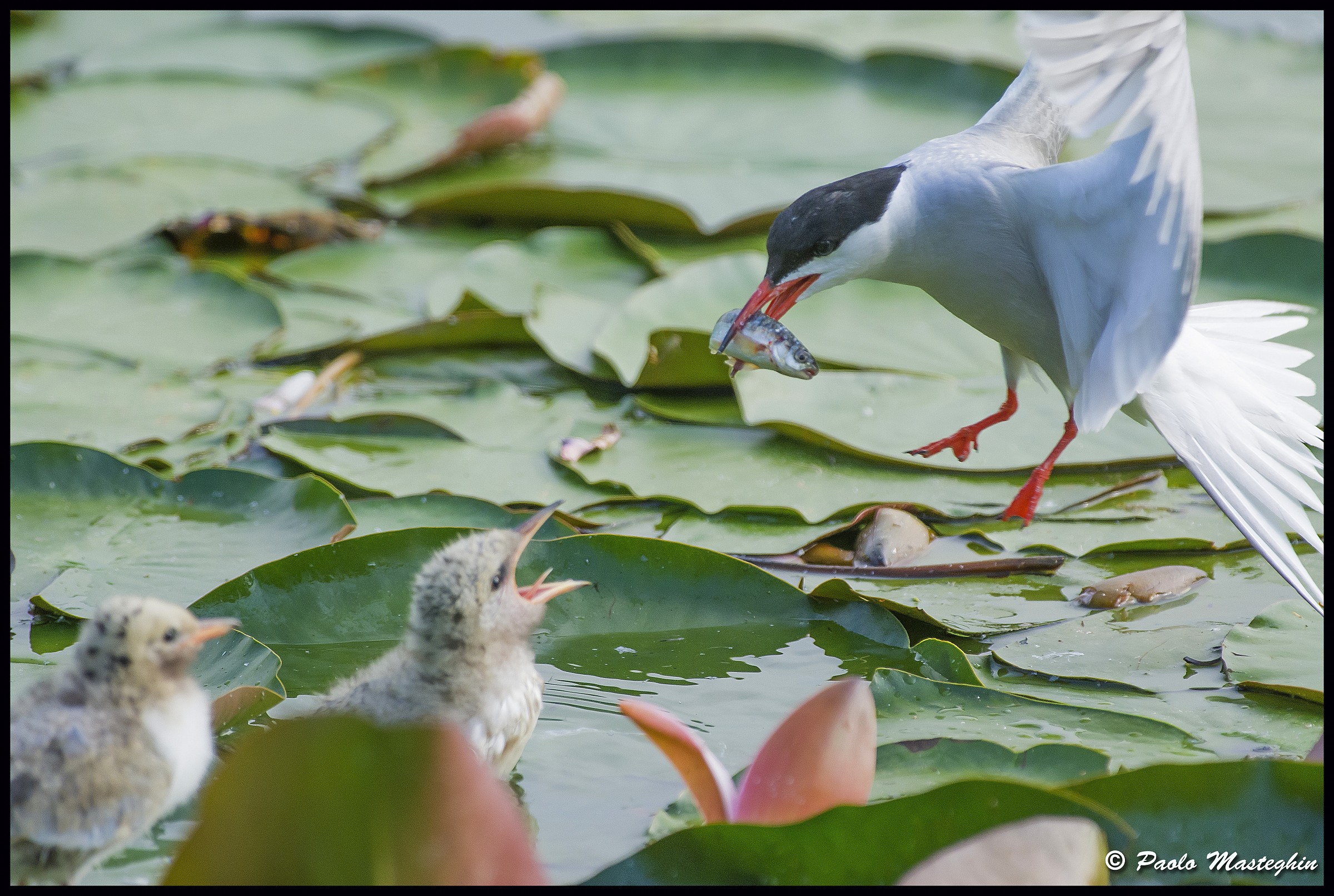 Rifornimento Aereo...