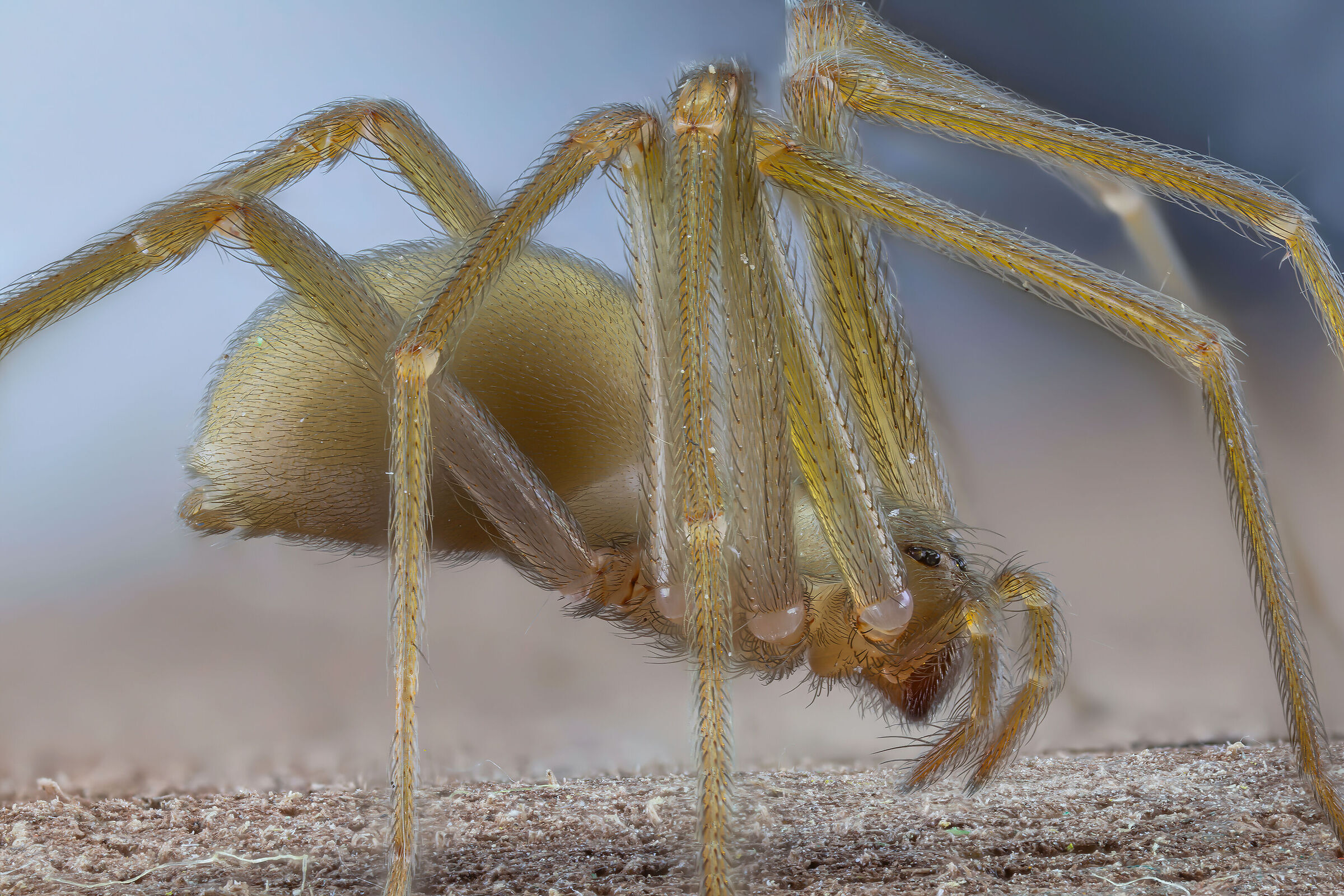 Violin spider with a jaunty tuft
