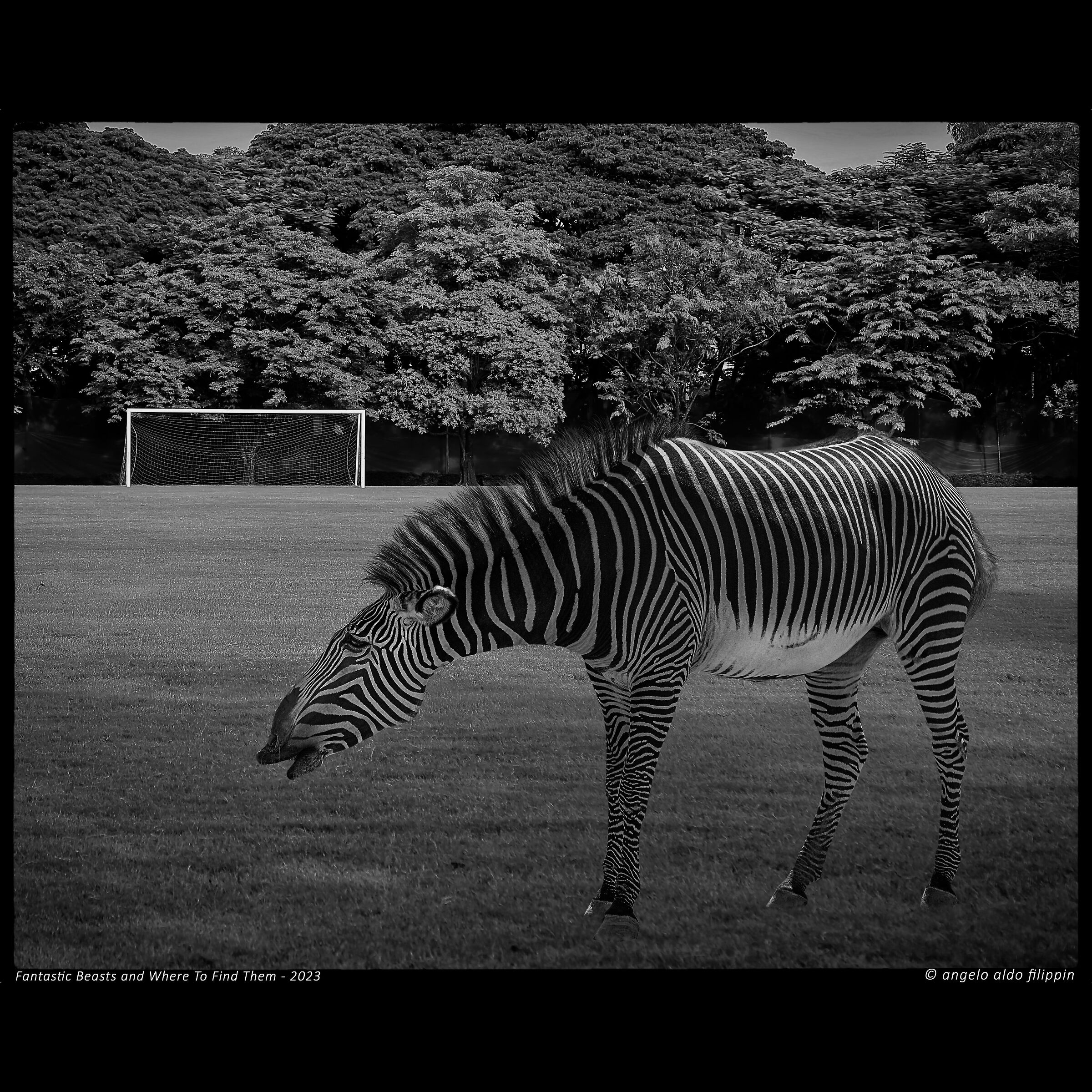 Fantastic Beasts and Where To Find Theme-2023