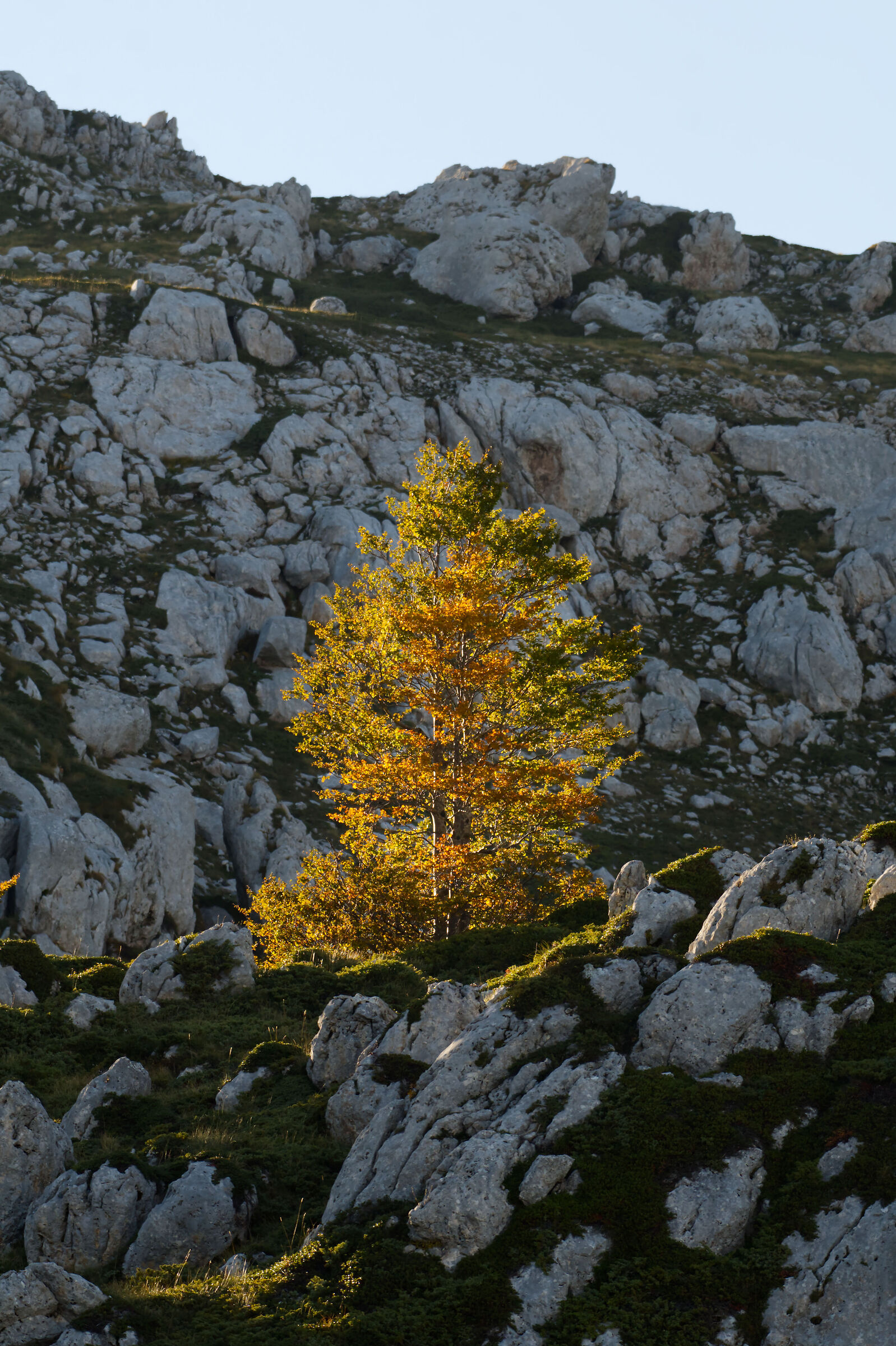 Gold among the rocks