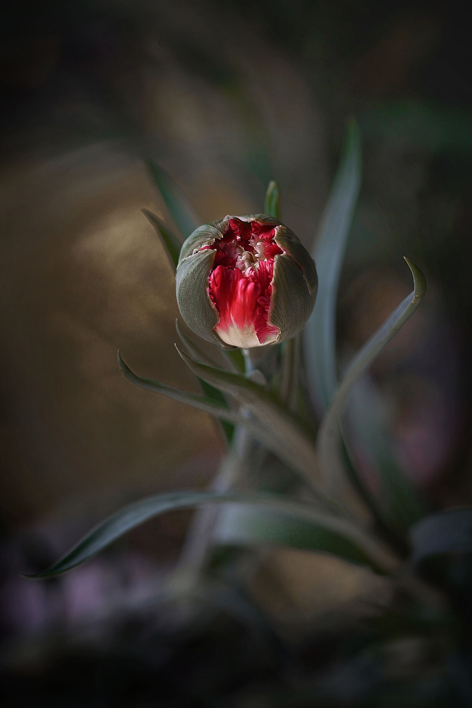 Carnation bud