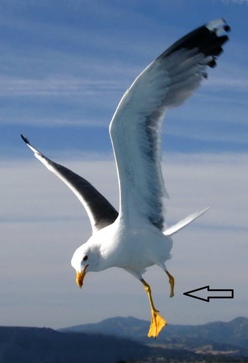 The unhappy seagull https://www.youtube.com/watch?v=bp