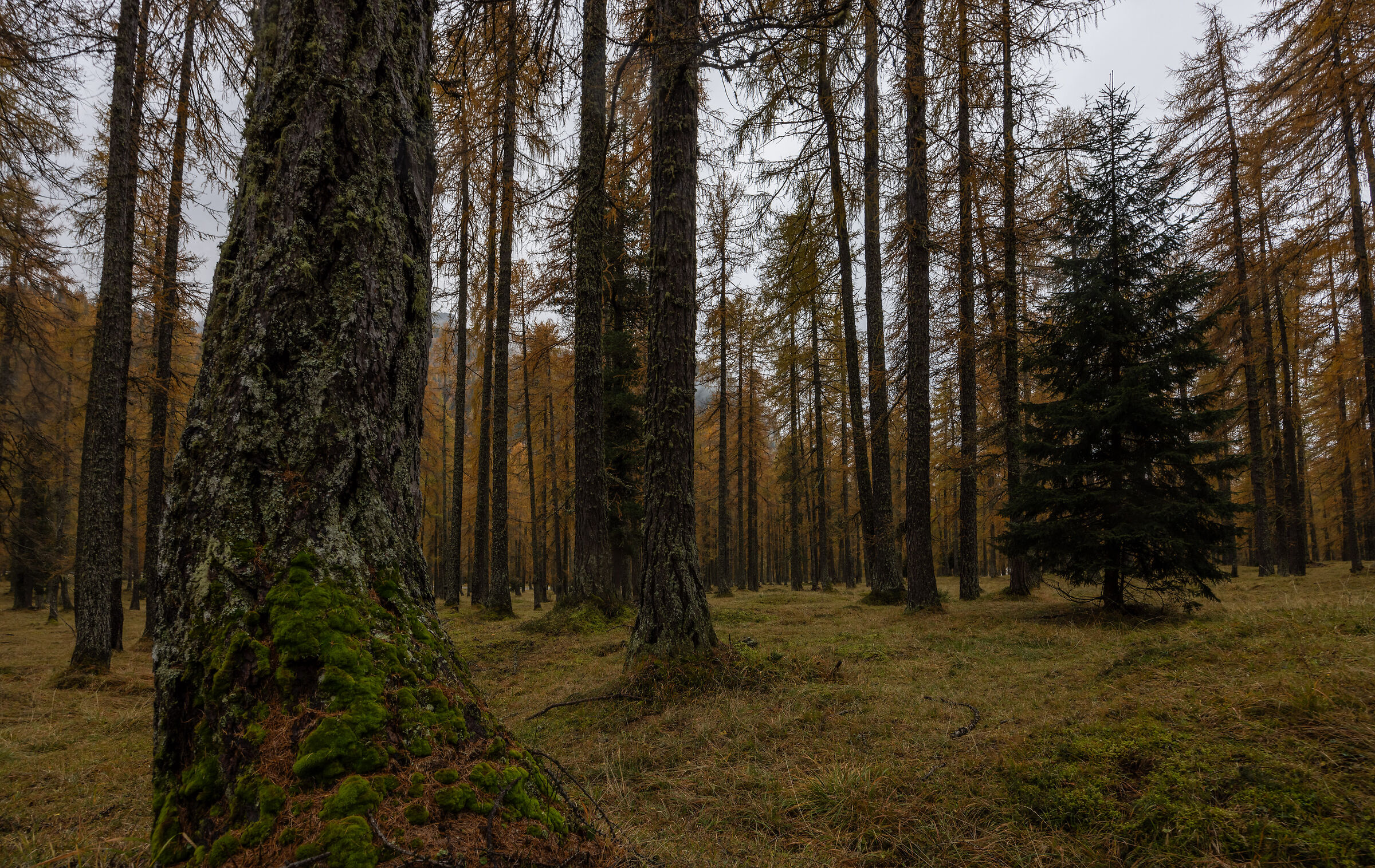 Larch Grove n.2