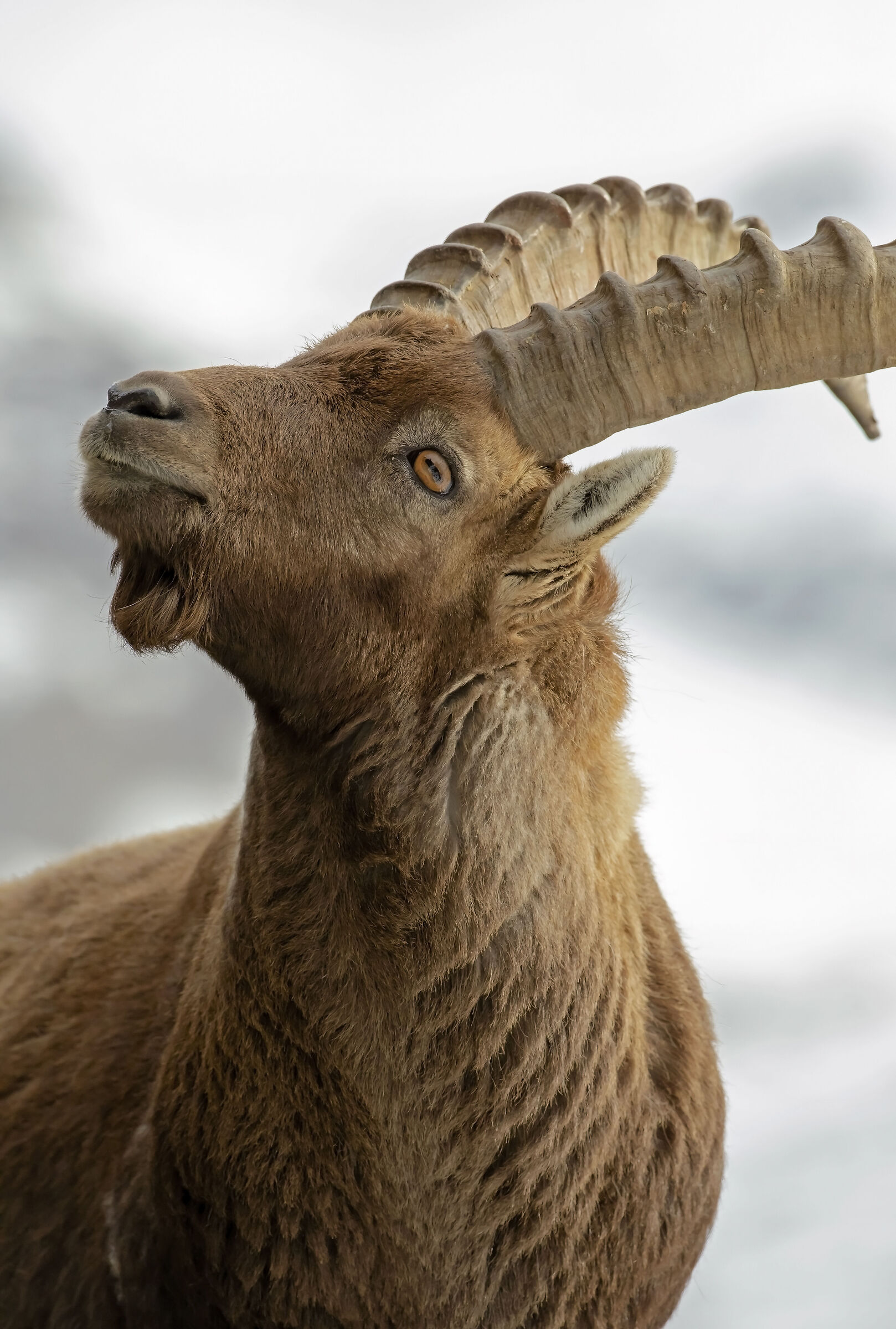 Ibex