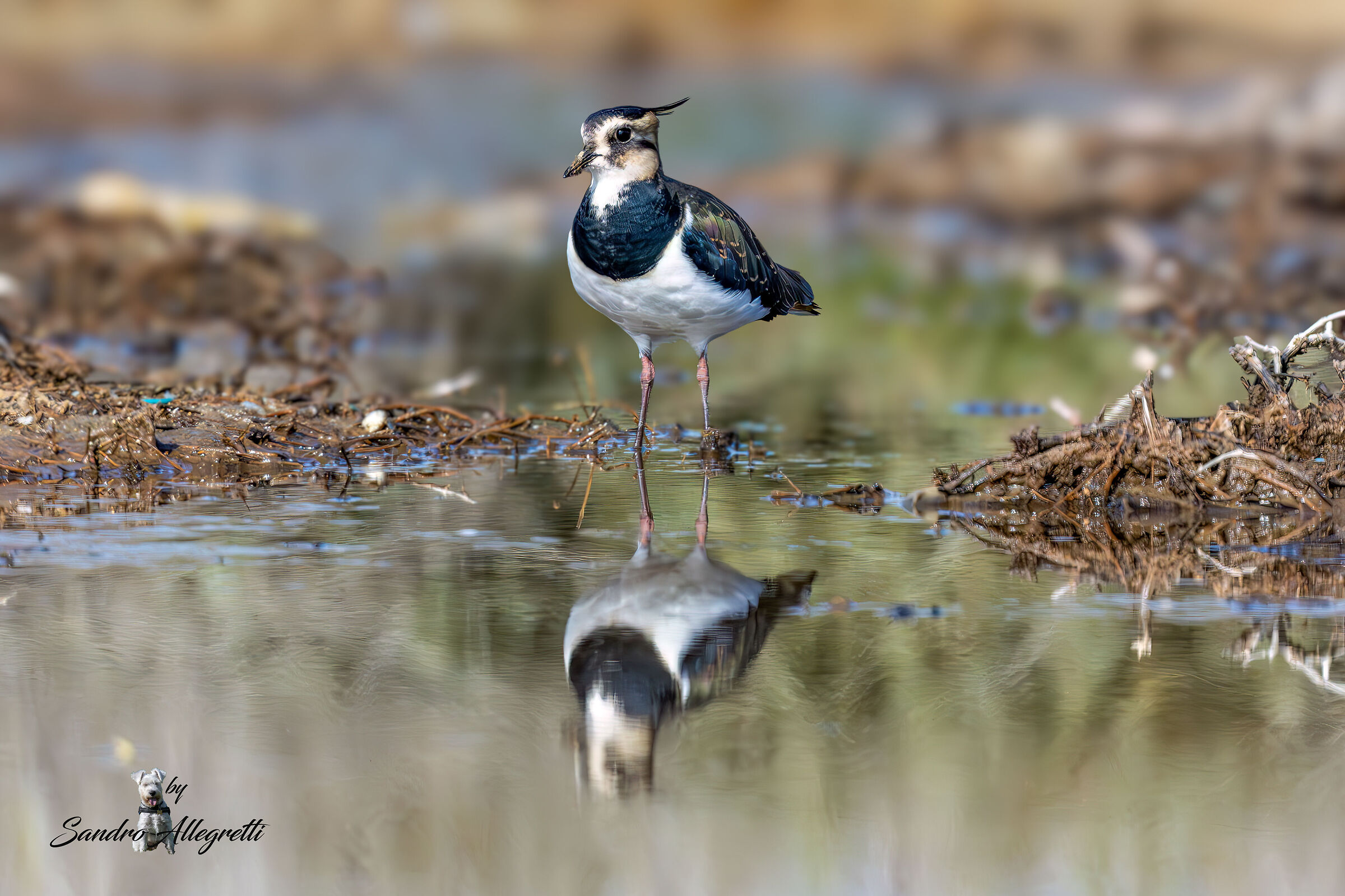 La pavoncella (Vanellus vanellus)