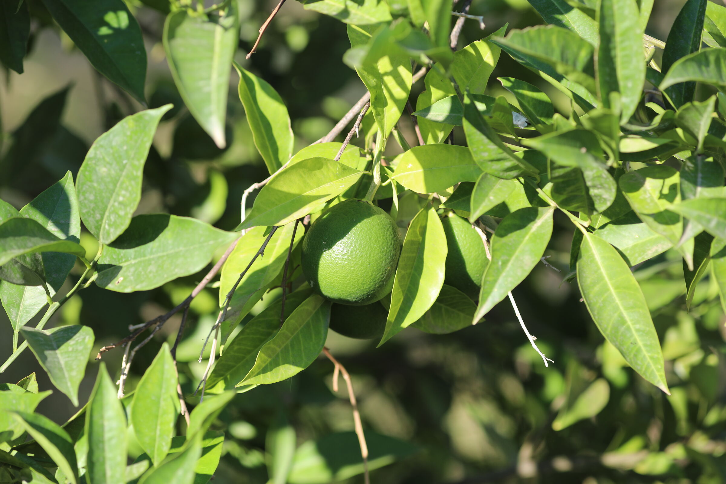 Ei, "Crop 189" Canon 5 D IV, 135 F. 2 L usm+ TC 1....