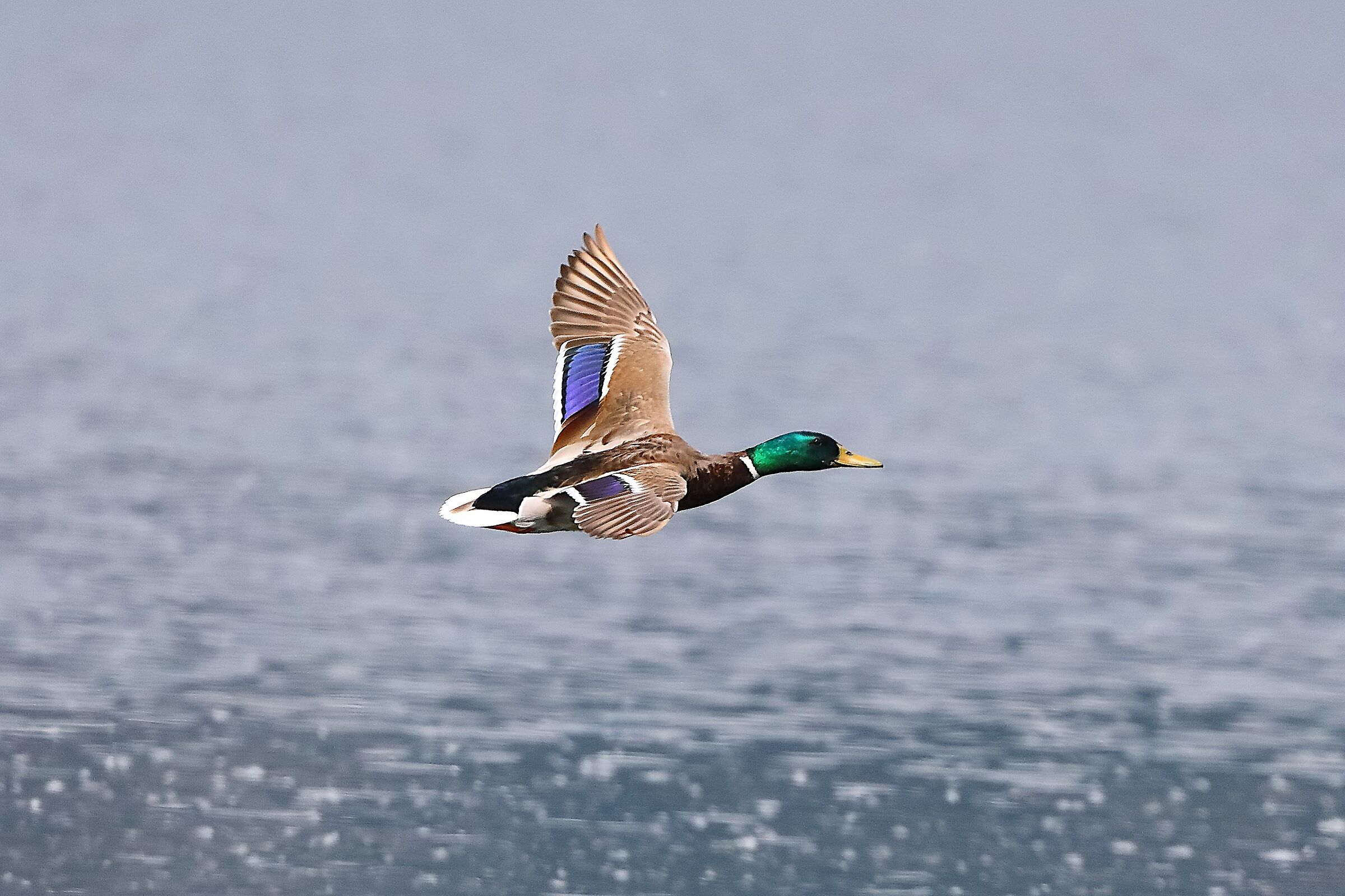 Germano R M 09 maggio 2024 - 0026