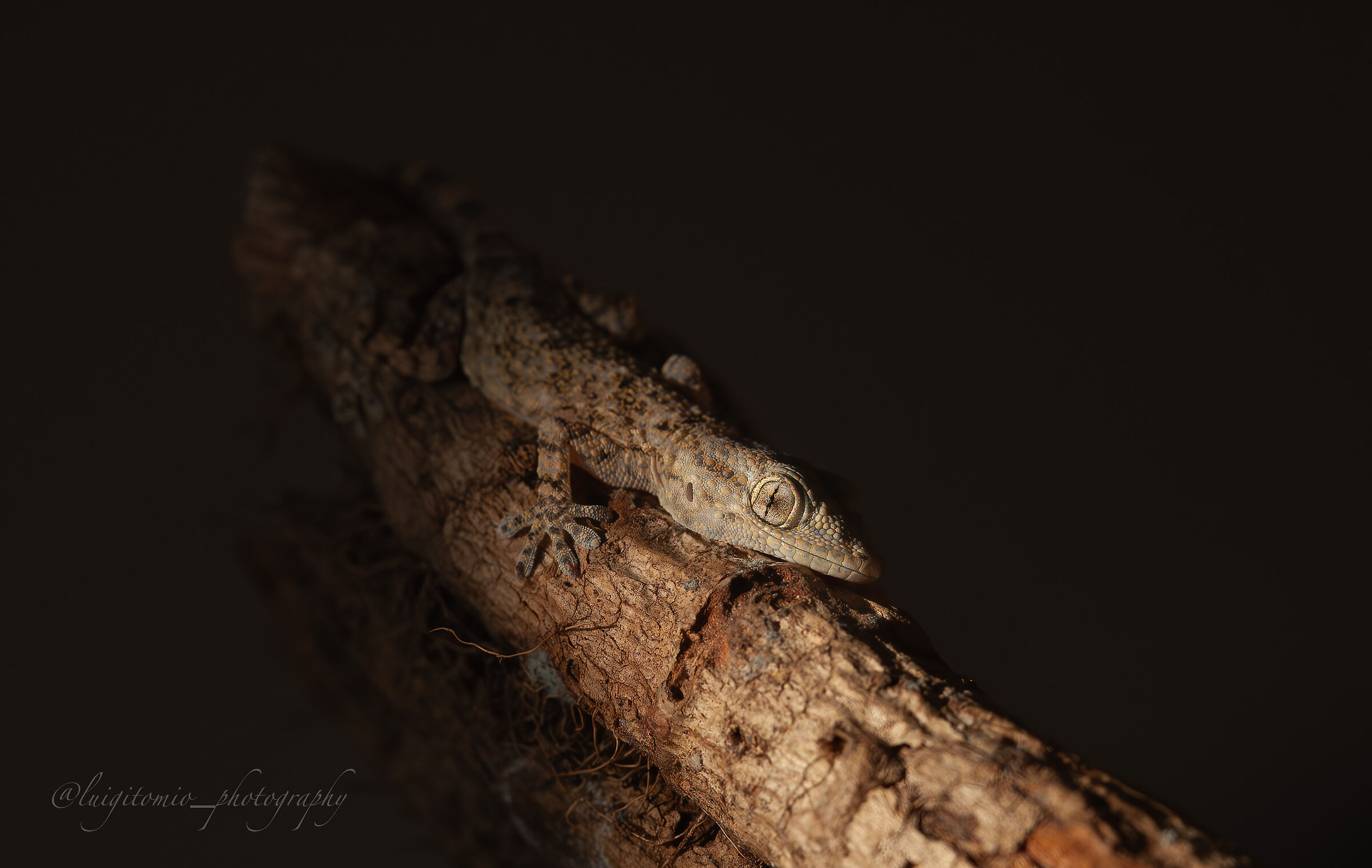 Geco in penombra.