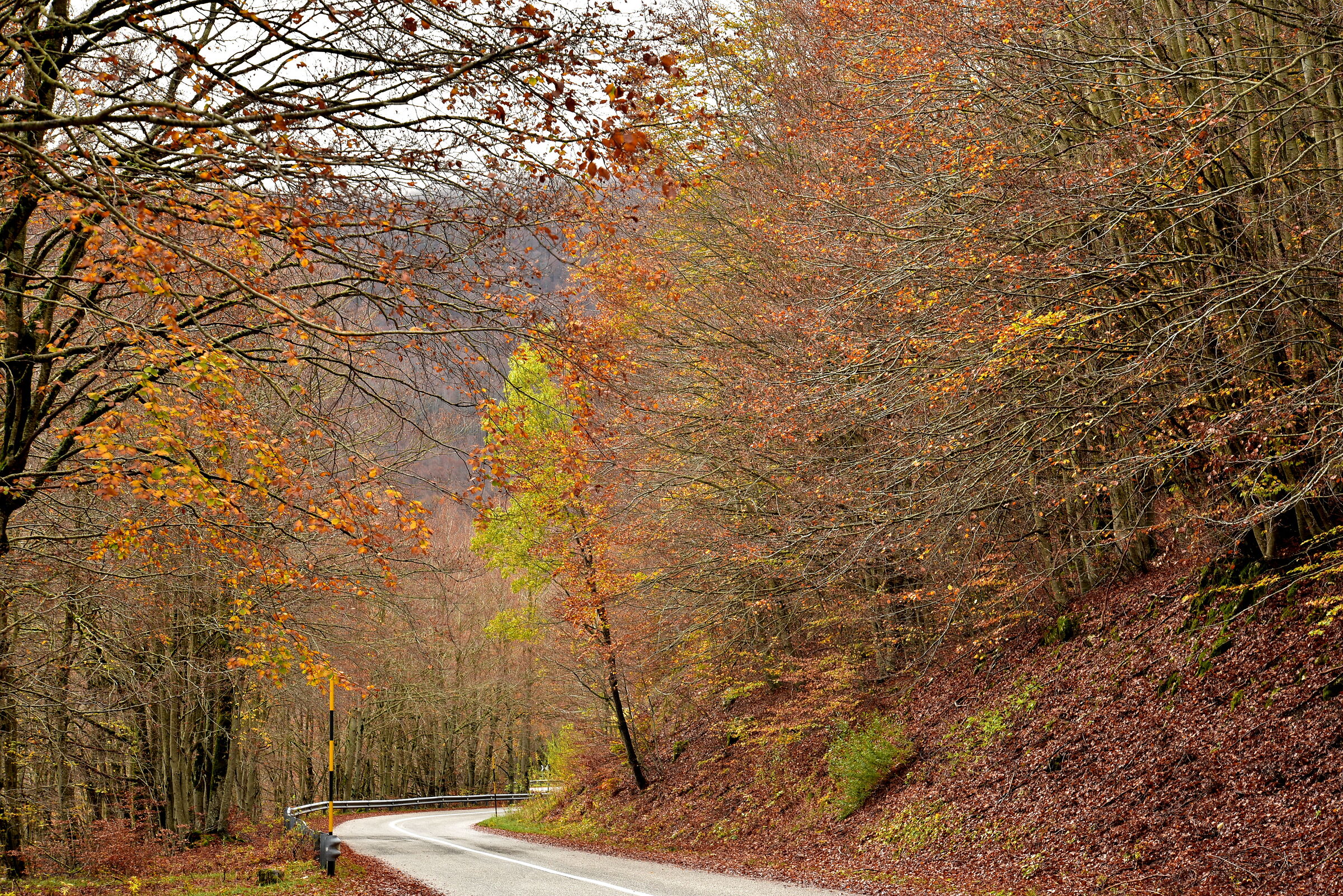 i colori dell'autunno