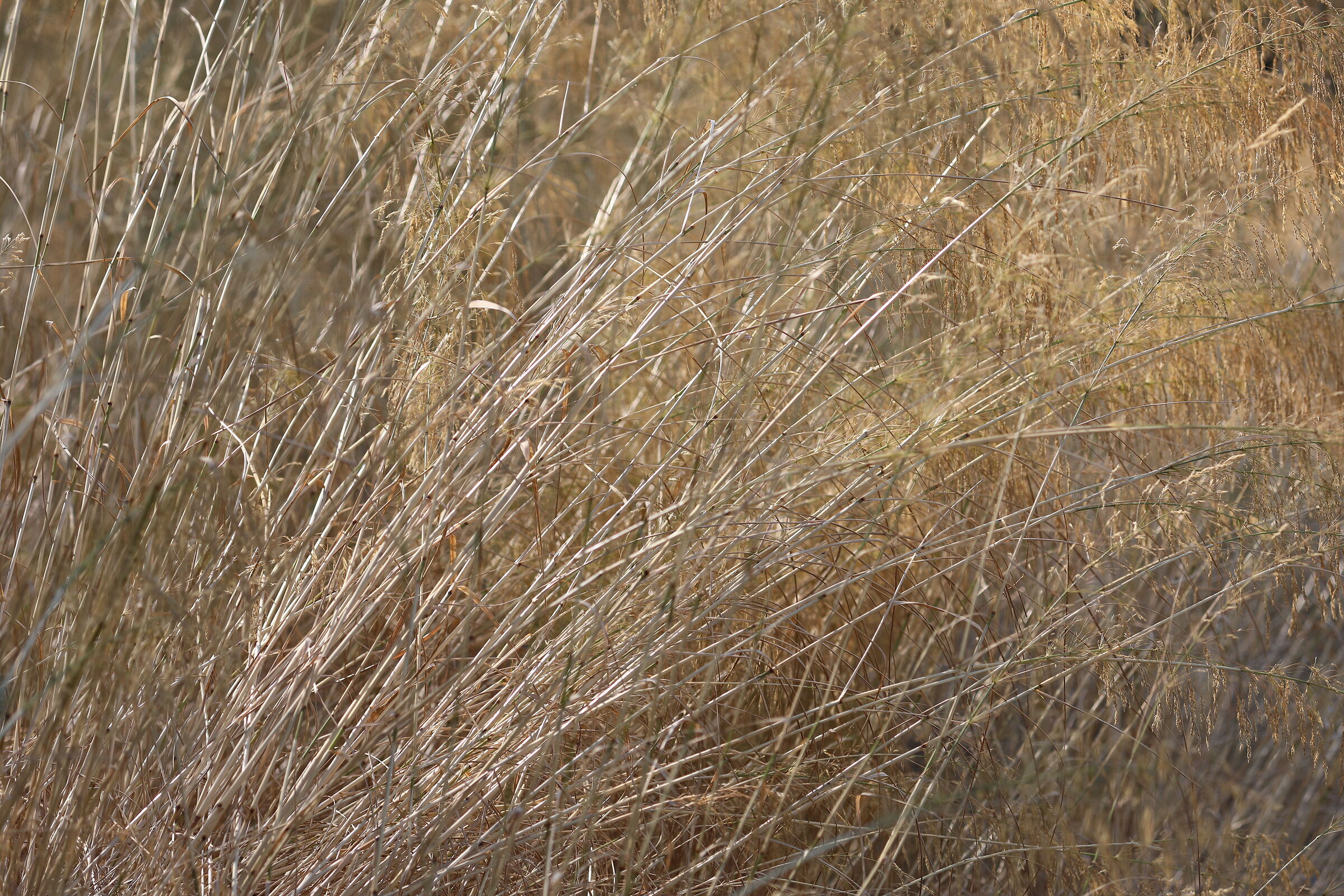 Ei " Crop 189 " Canon 5 D IV, 135, F.2 L usm+tc 1....