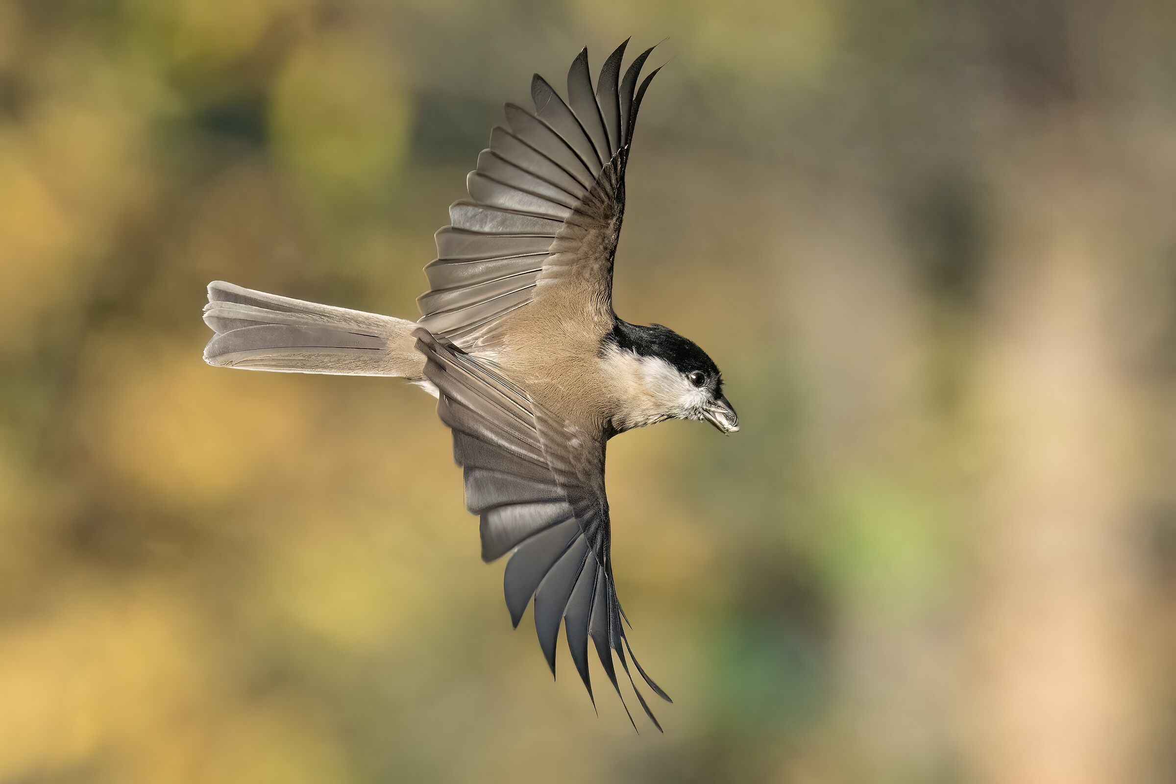 Cincia bigia in volo