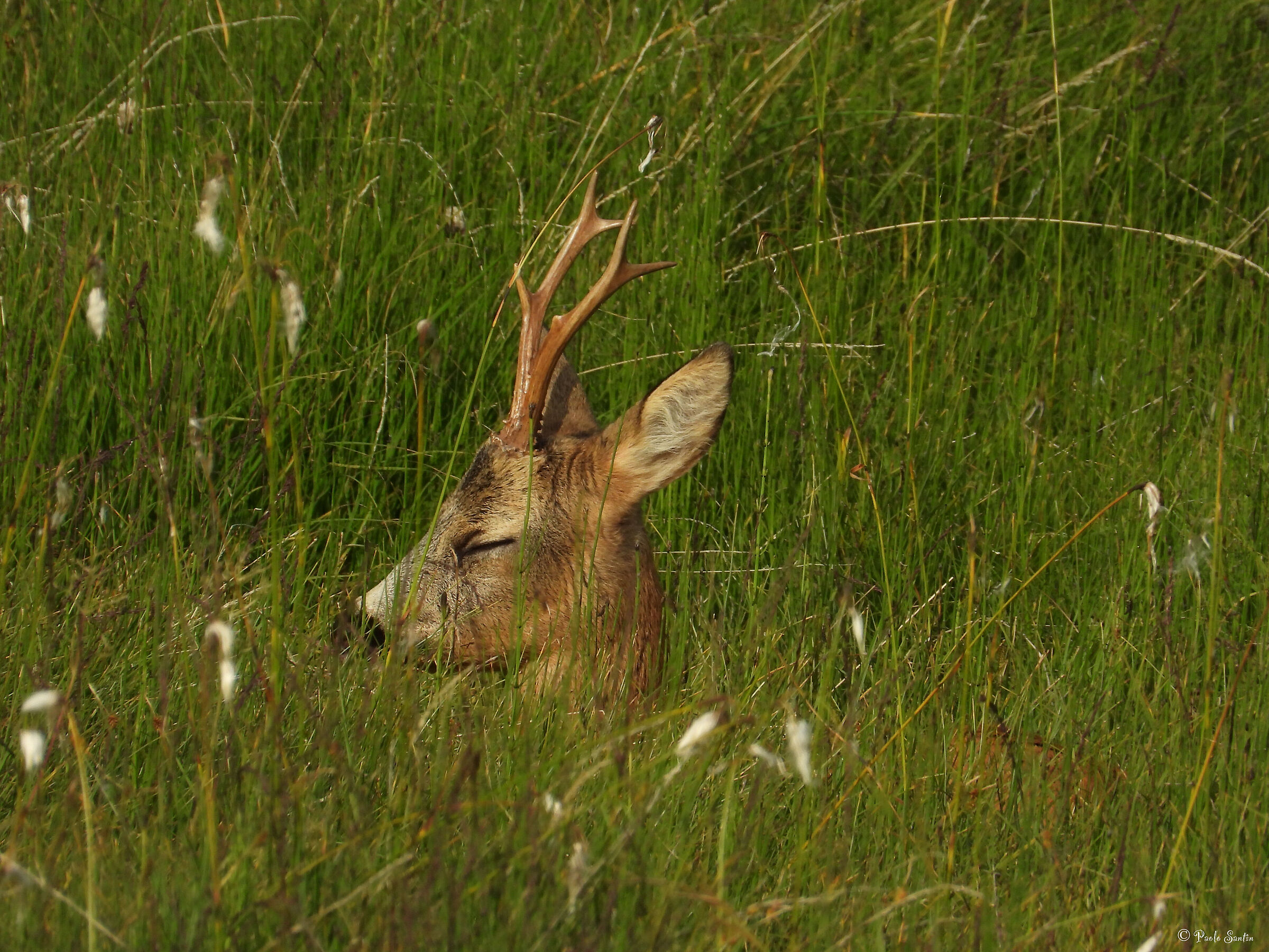 Roe deer rest