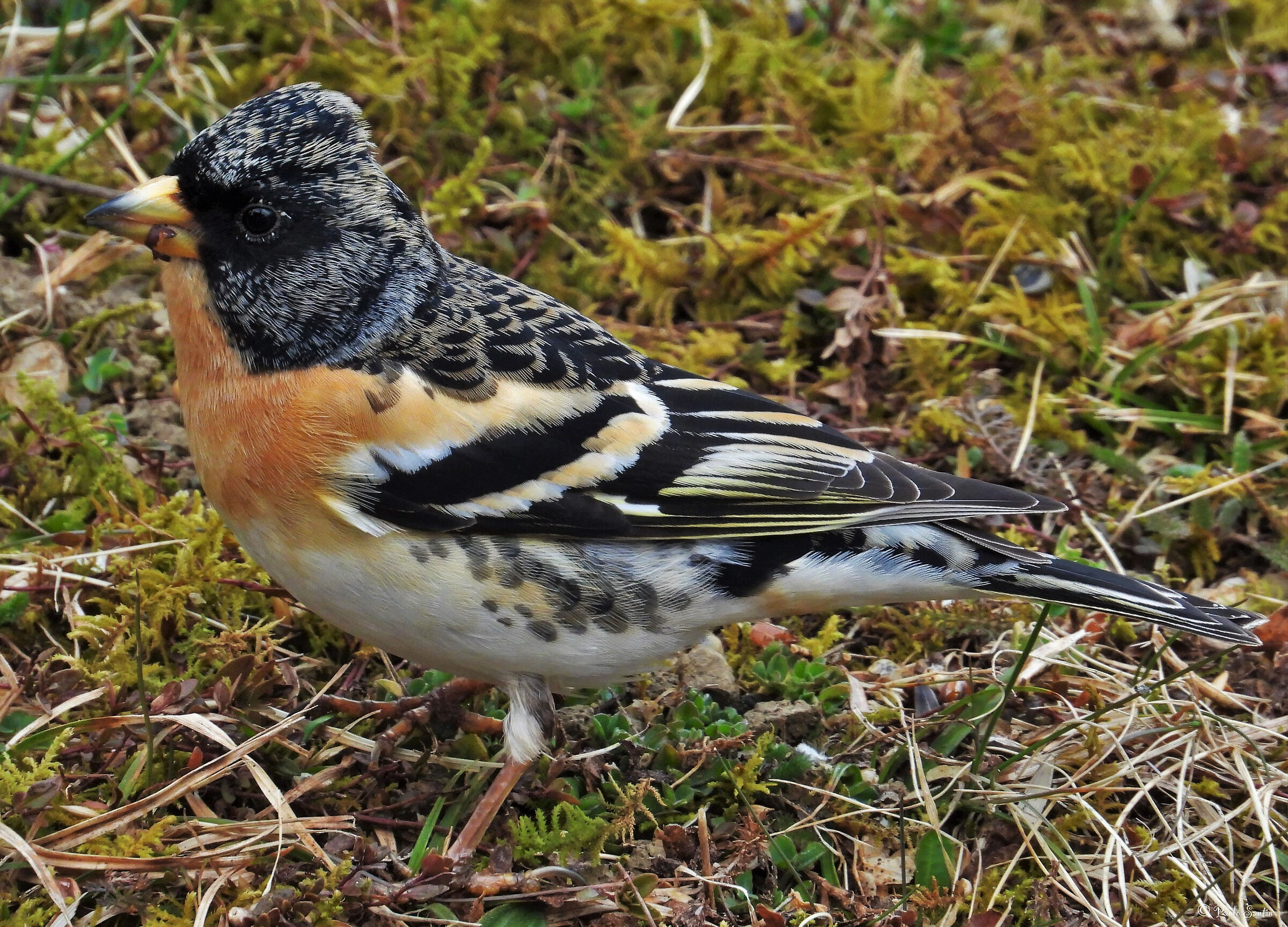 Brambling
