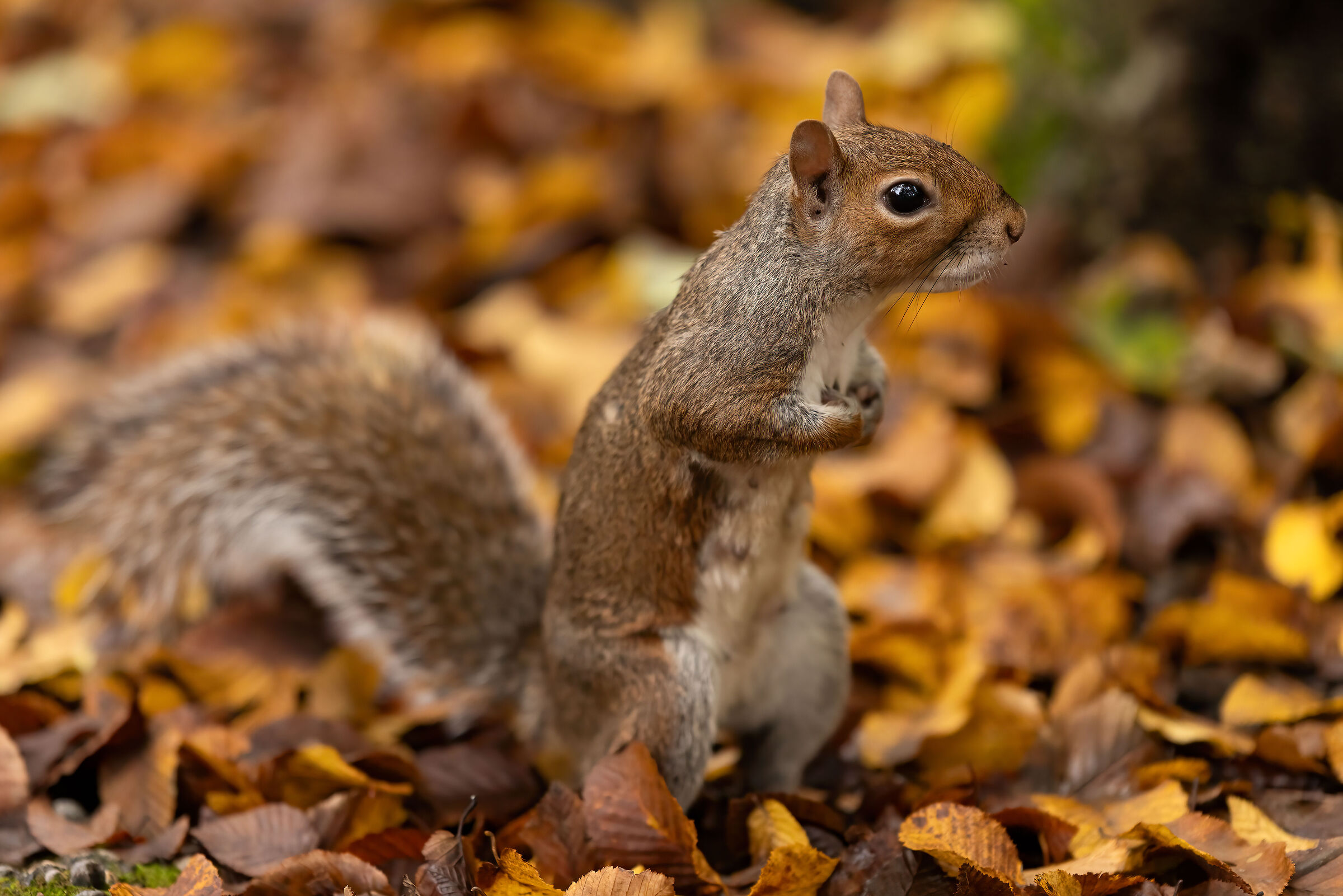 Autumn vibes - Parco di Monza - Italy