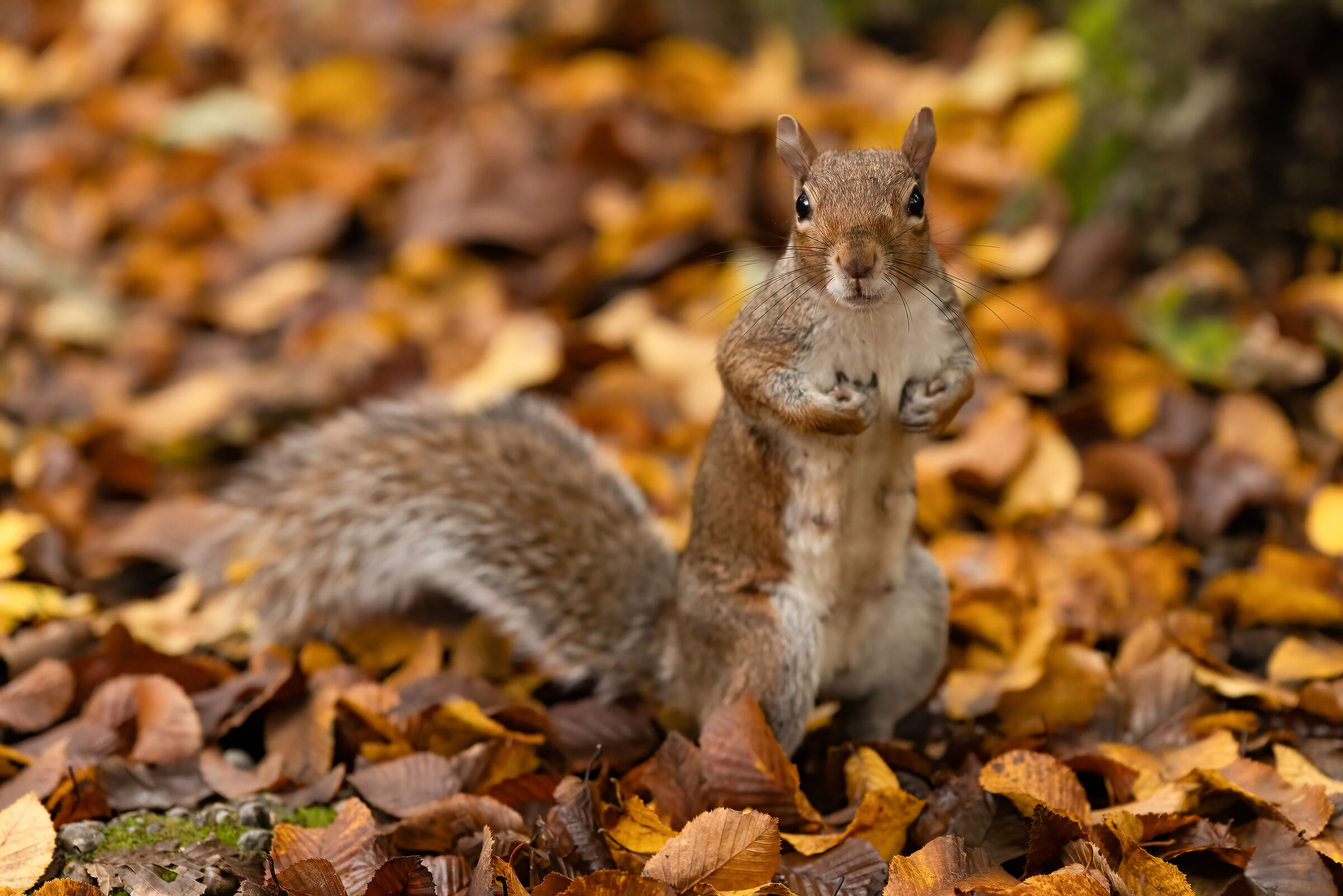 Look at me - Parco di Monza - Italy