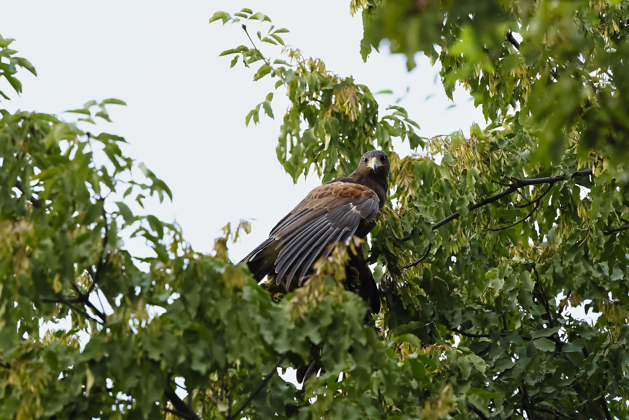 Stalking strategies.