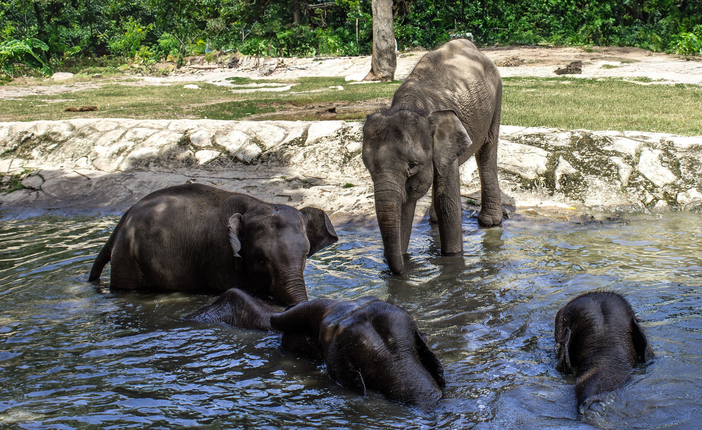 pigmy bornean elephant