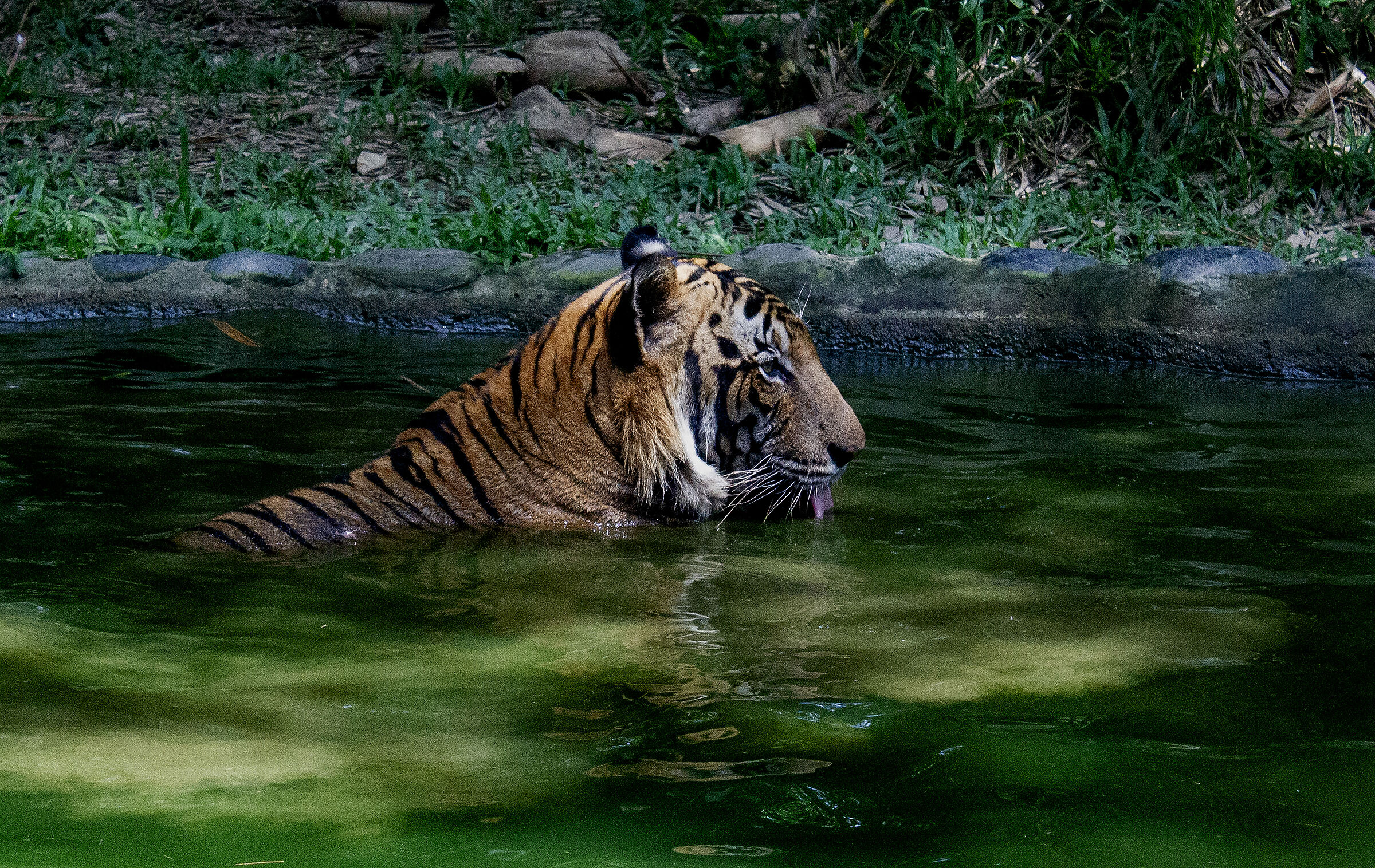Malay tiger