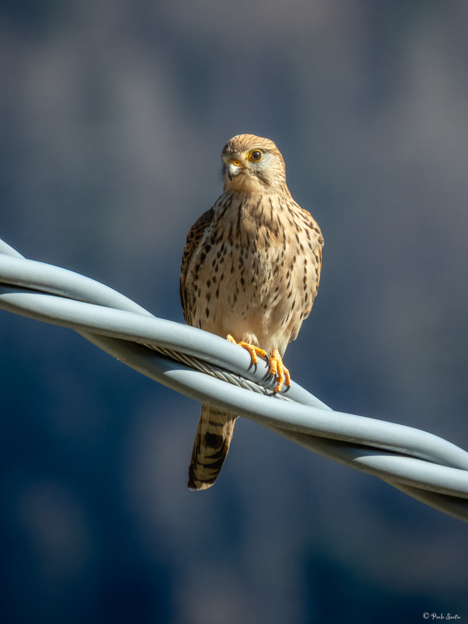 Kestrel