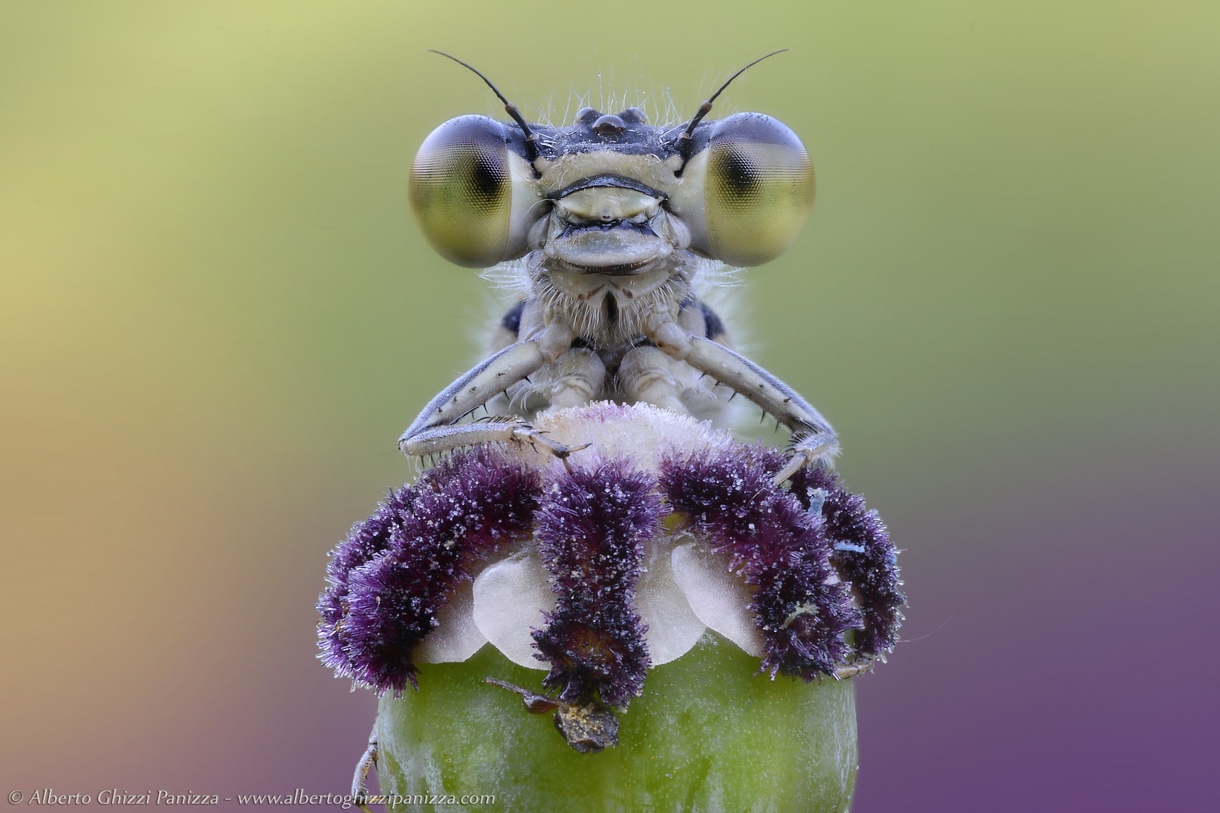 La simpatia della damigella