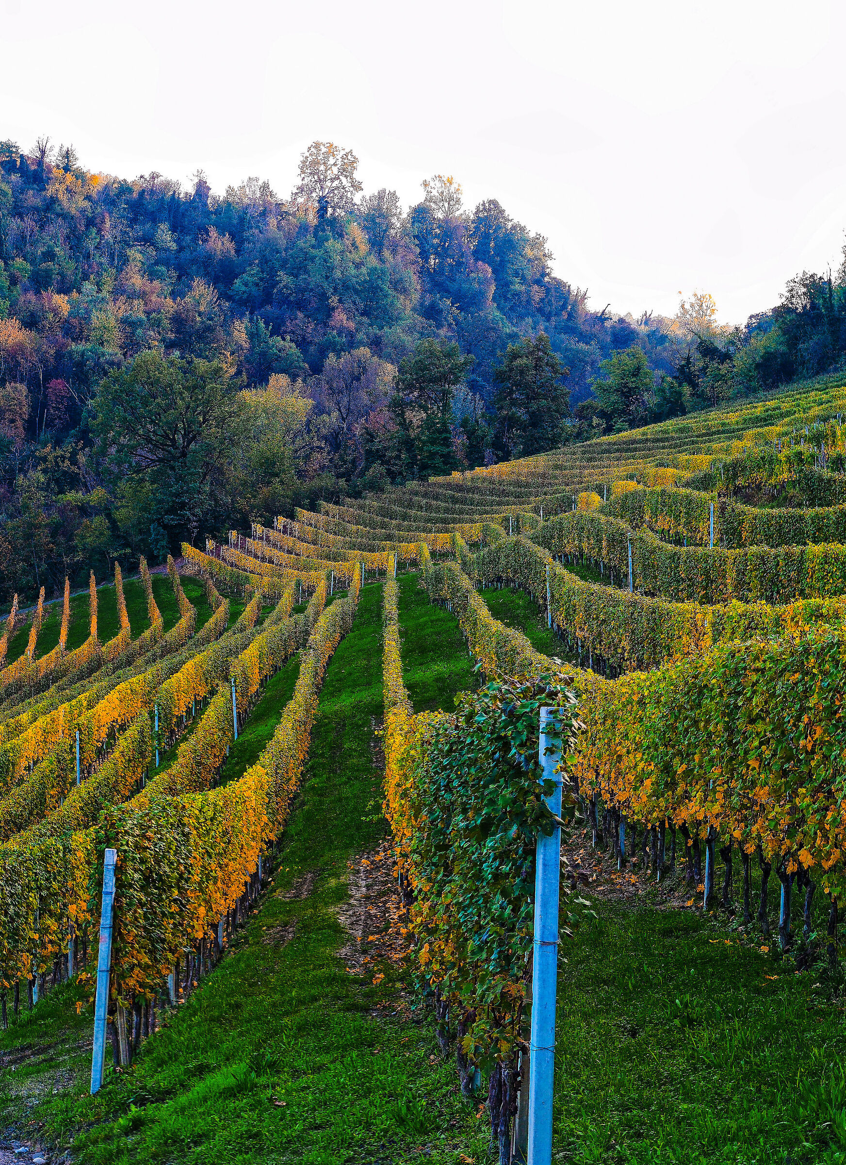 Yellow among the vineyards of the Langhe