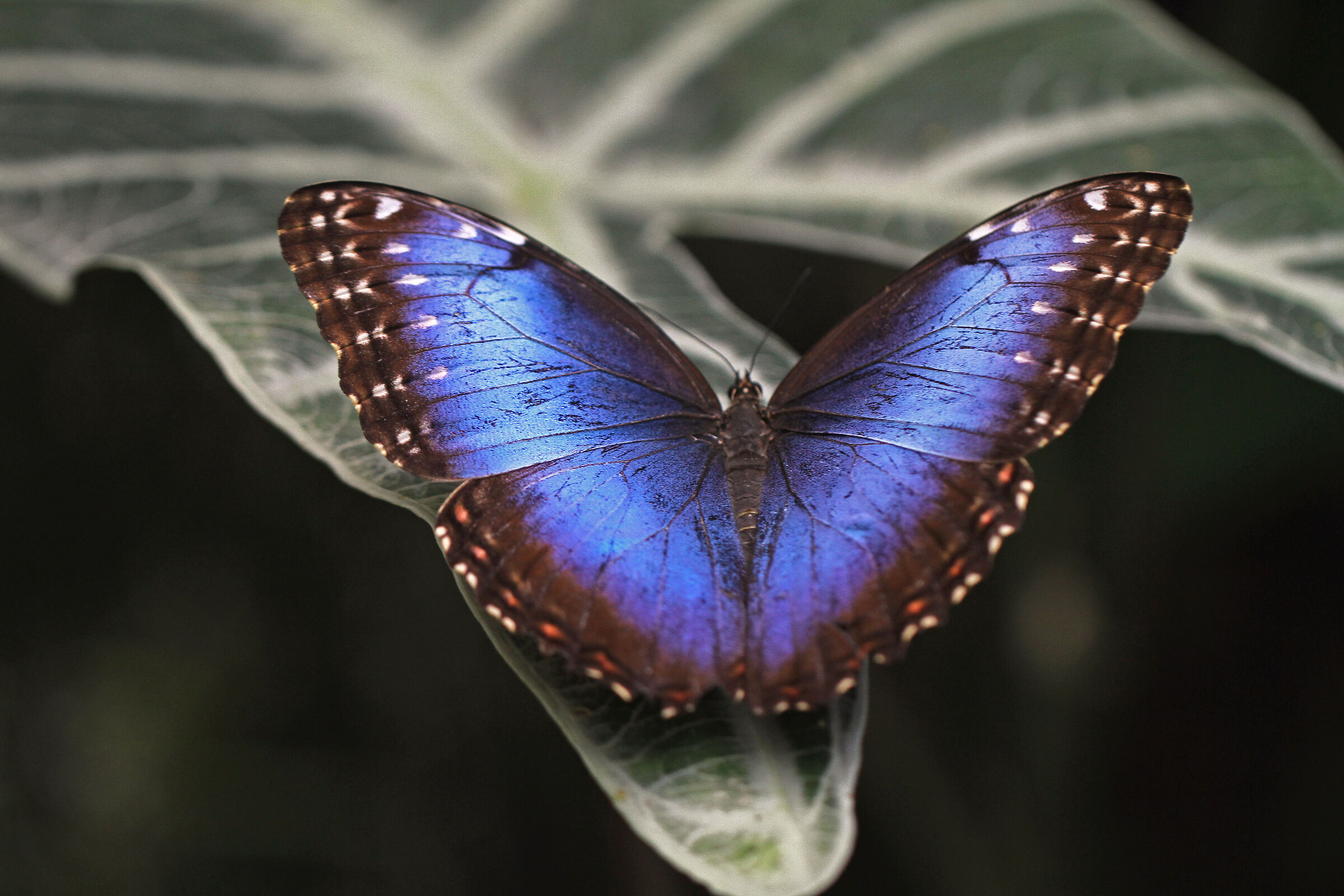 Morpho menelaus