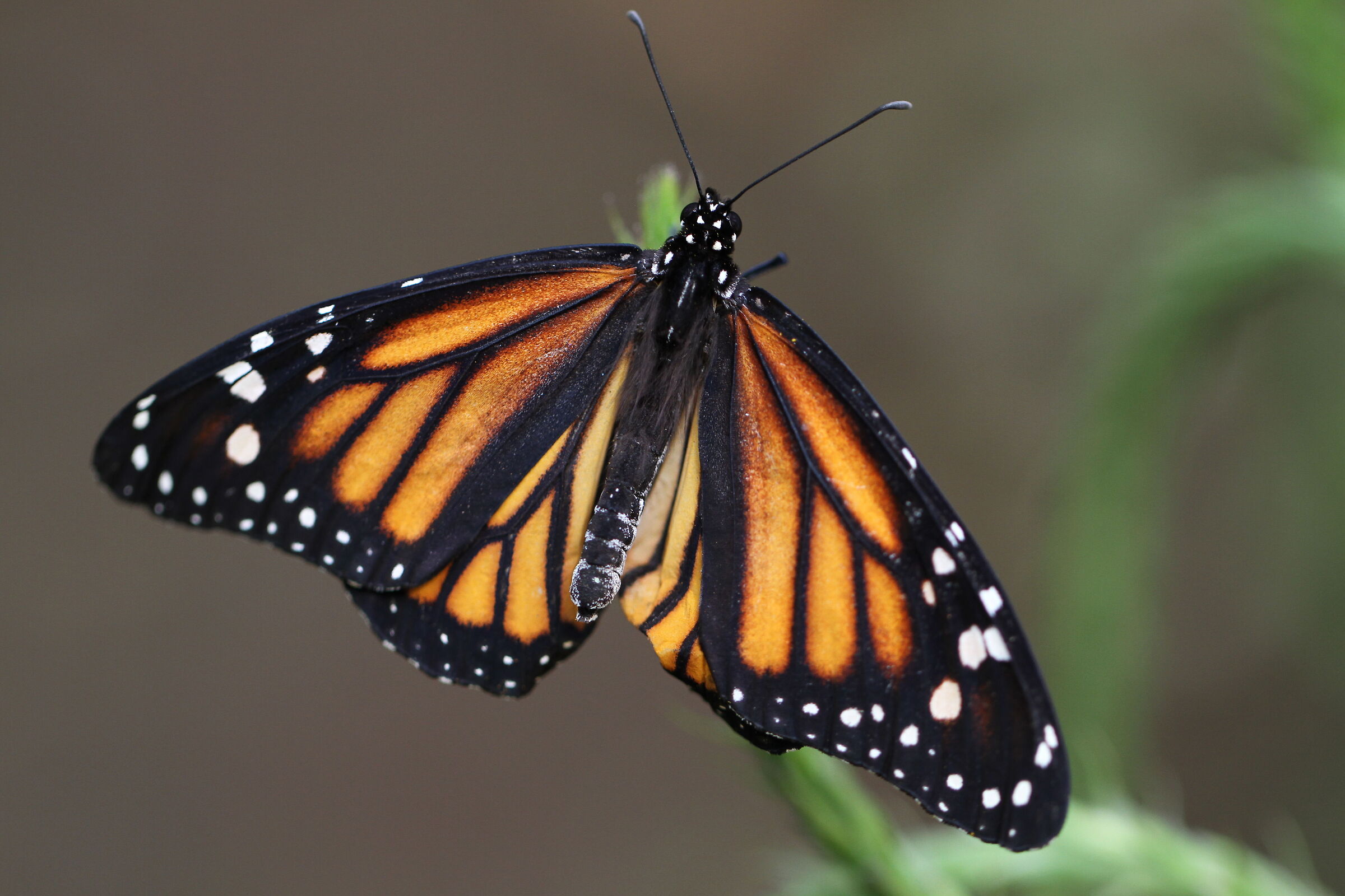 Monarch (Danaus plexippus)