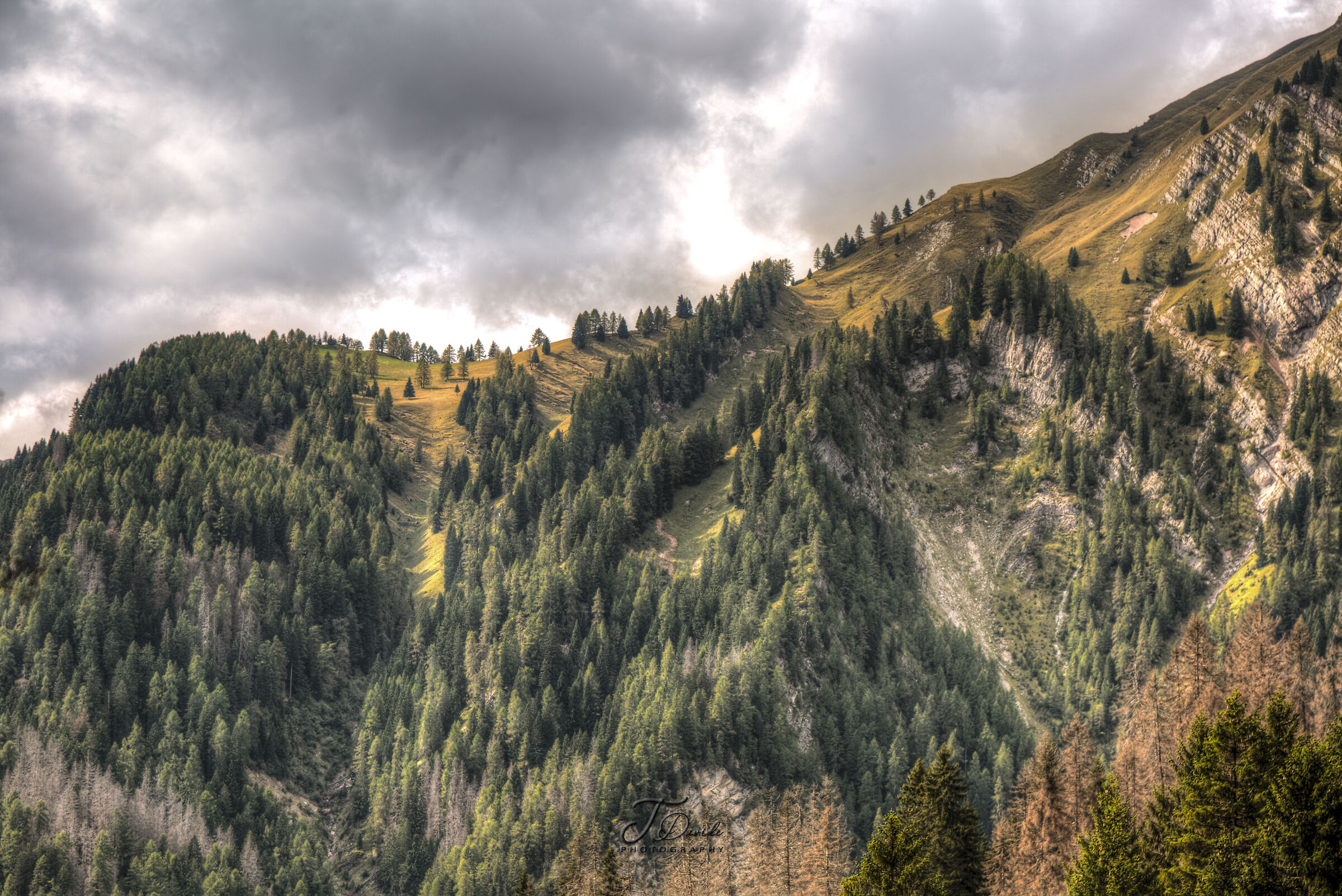 Forest above Falcade