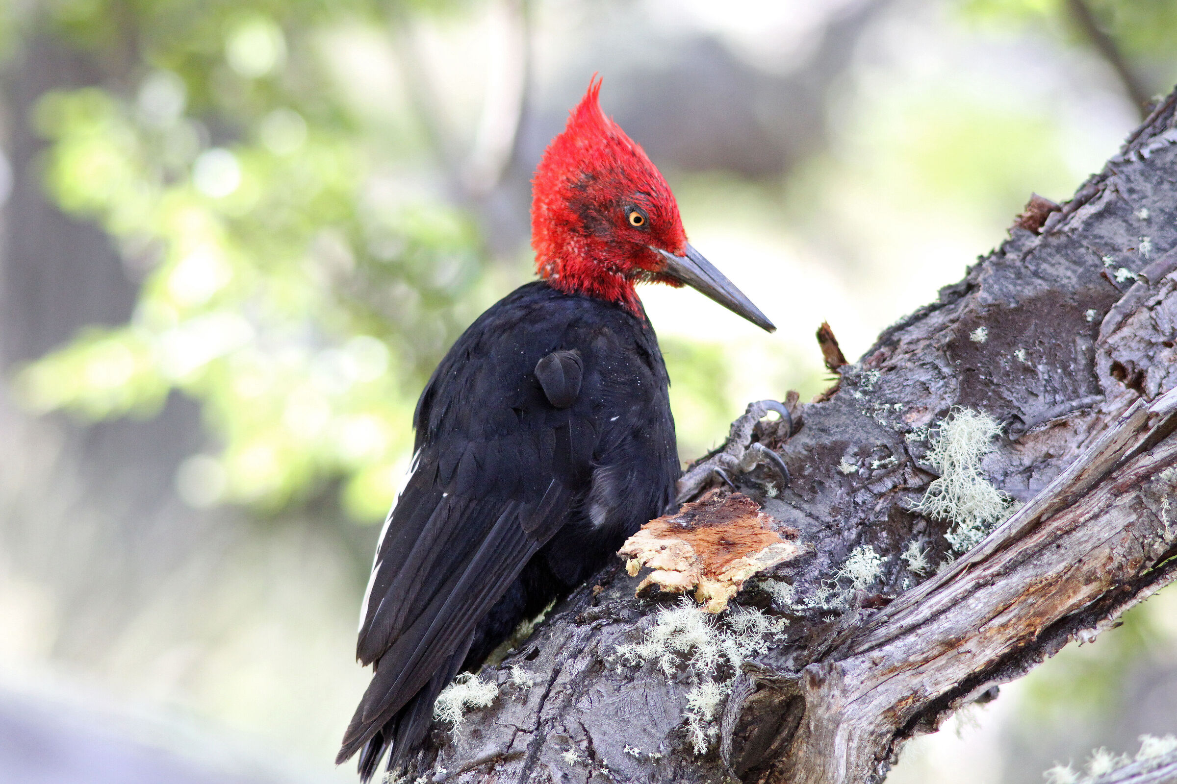 Giant Carpwhole (Giant Woodpecker) Male