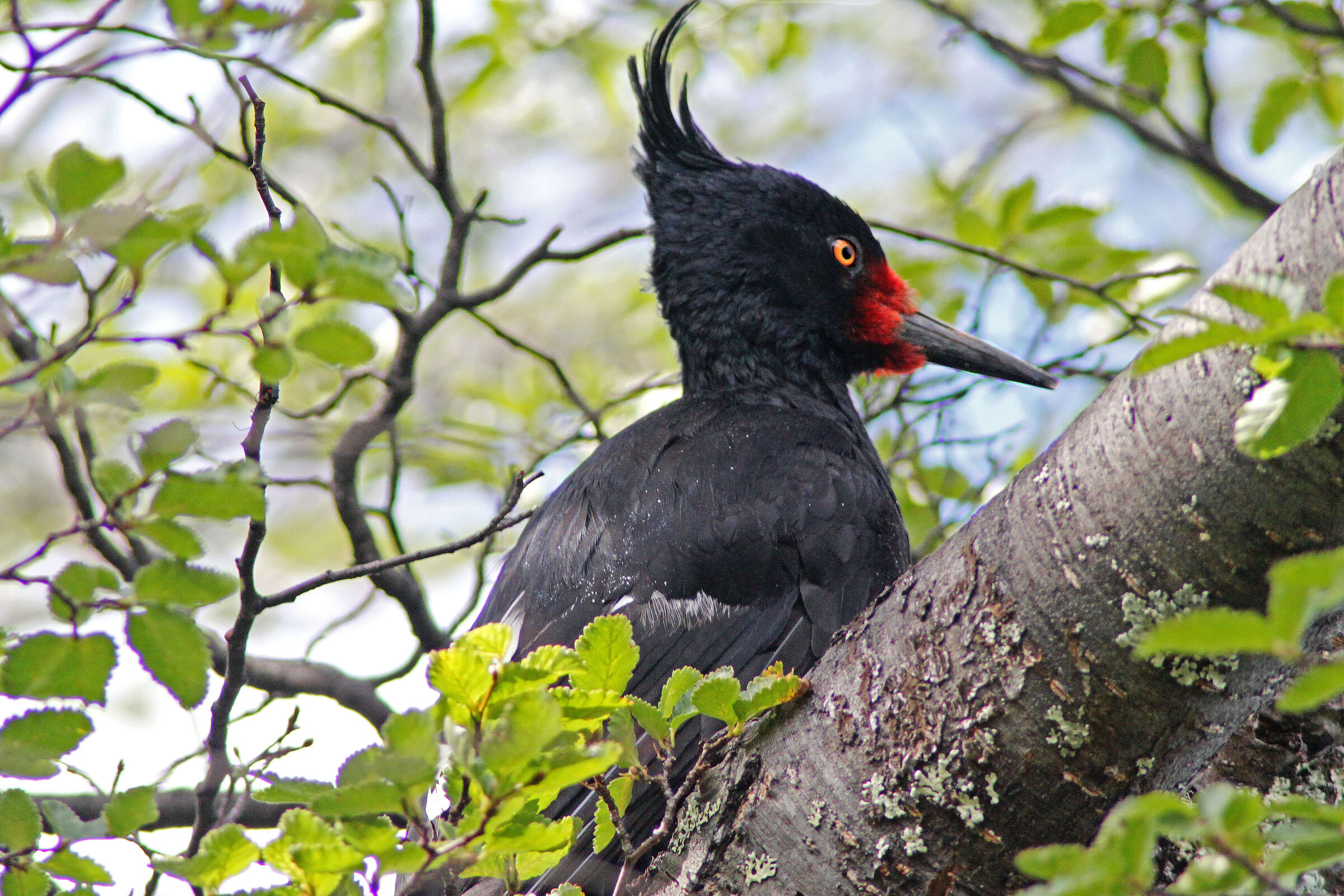 Giant Carpwhole (Giant Woodpecker) Female